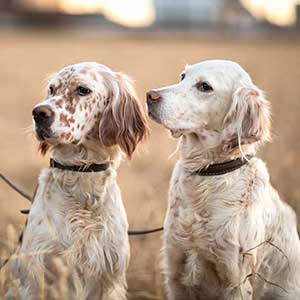 Prescription Refill Request