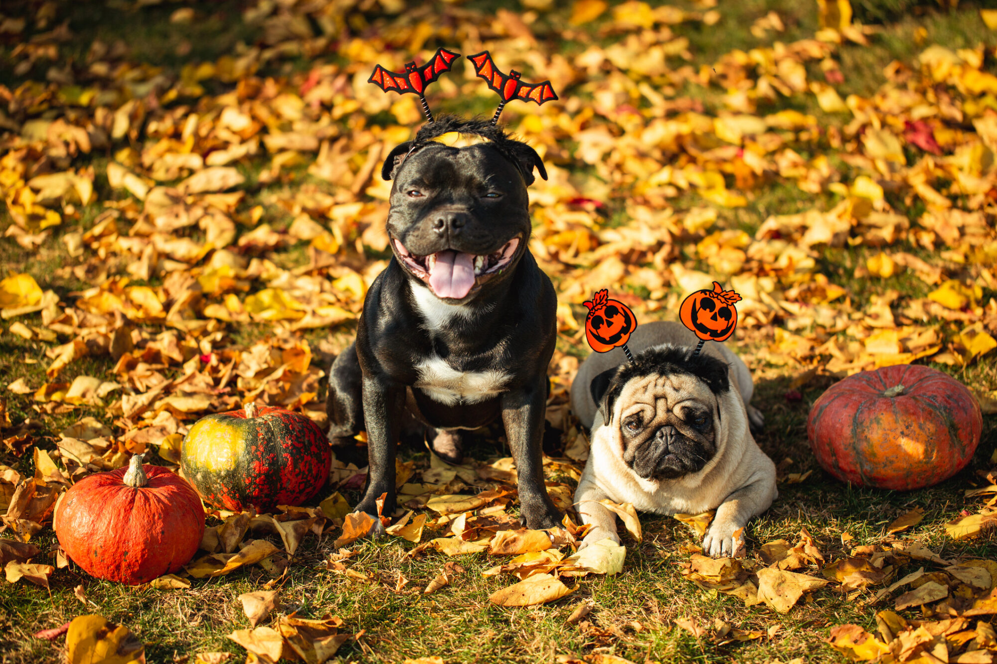 Halloween Pet Safety Tips