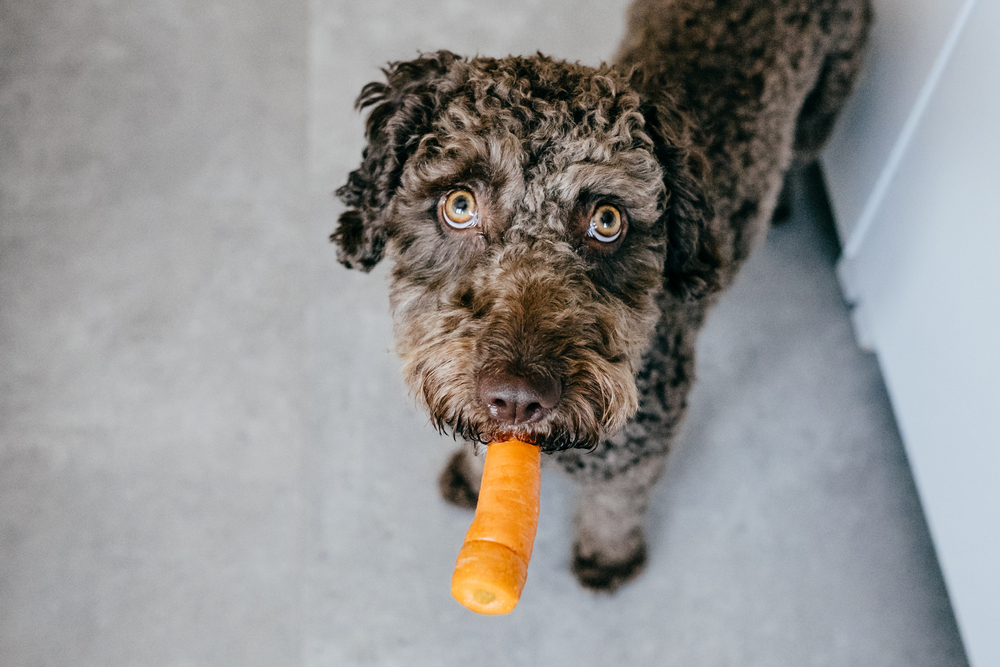 Dog with carrot.