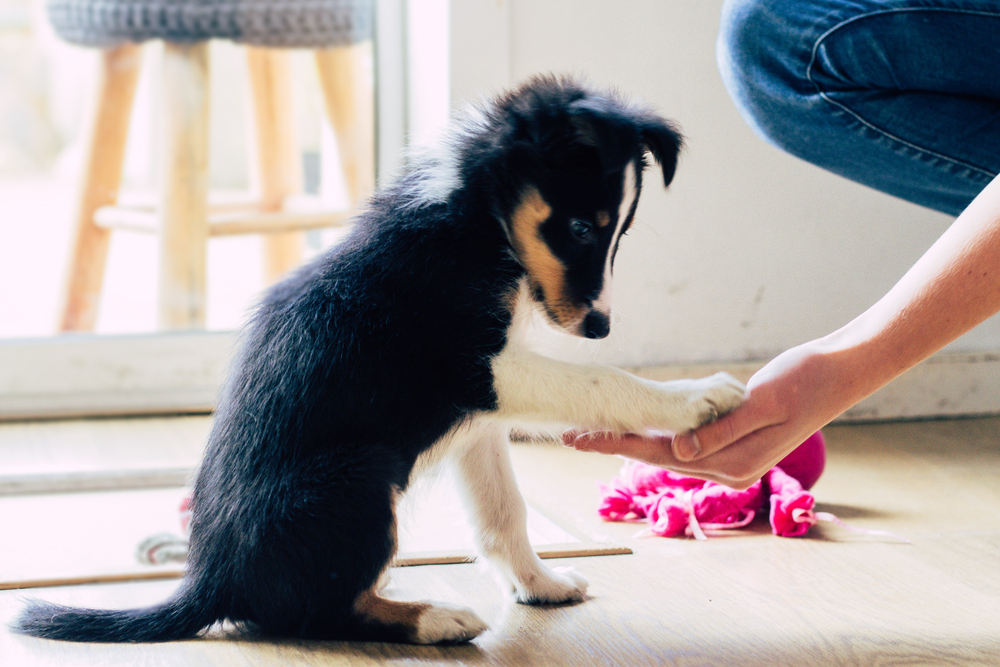A puppy learning how to shake