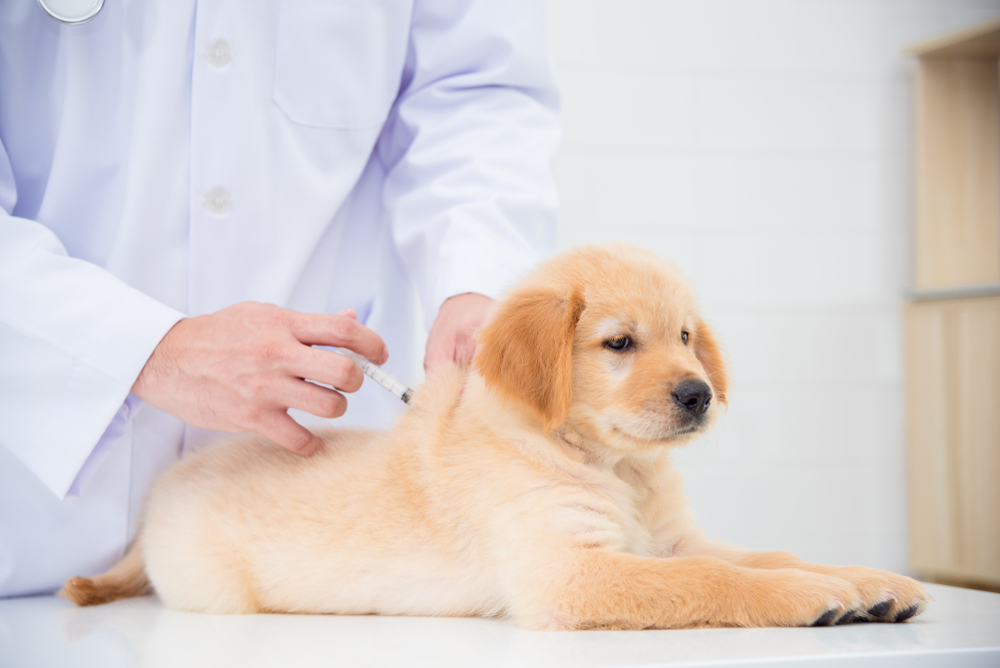 how long after 2nd vaccination can puppy