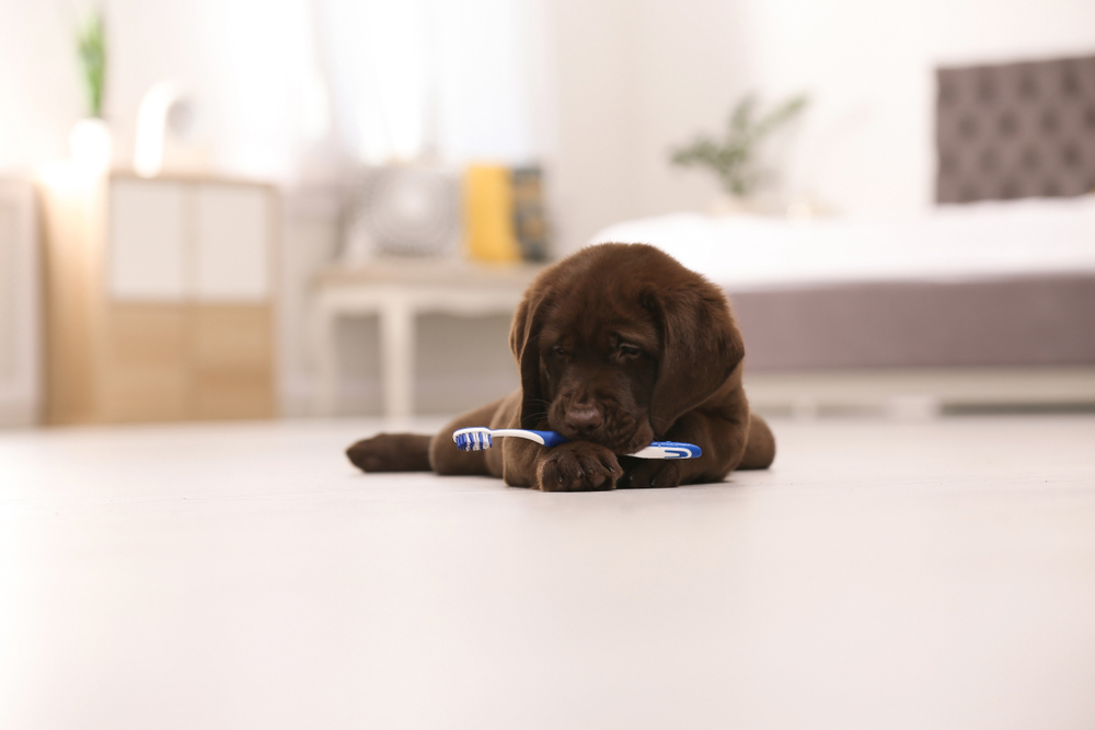 A chocolate brown puppy chewing on a toothbrush