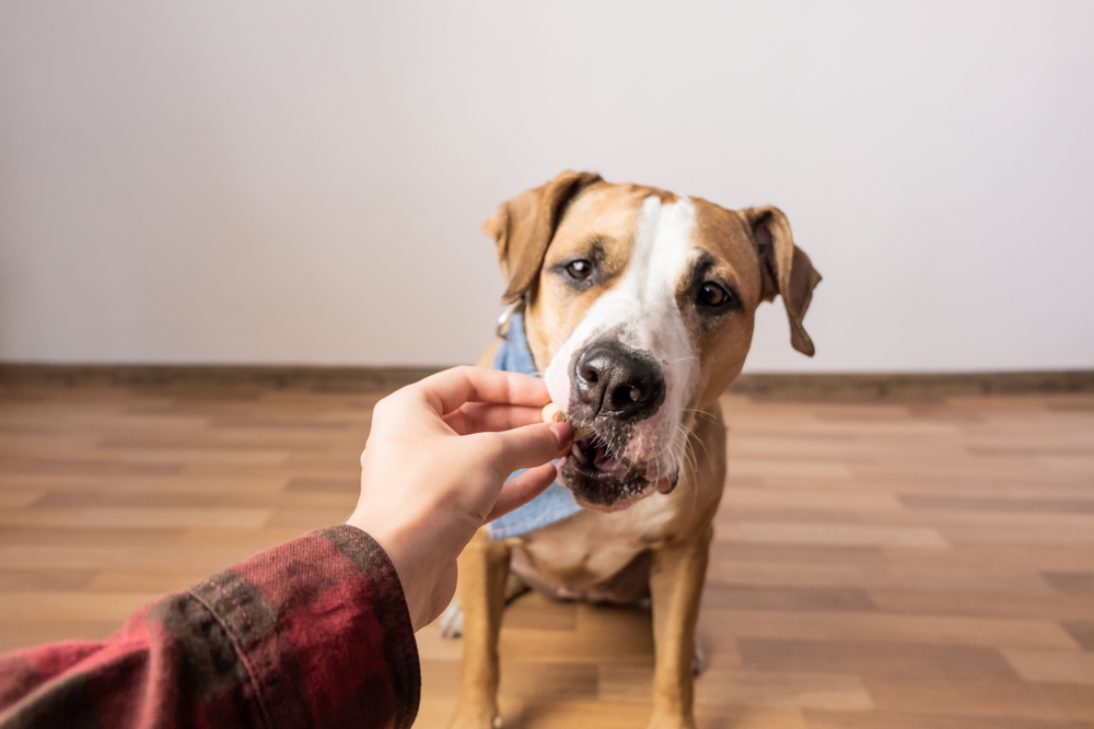A brown and white dog being given a treat
