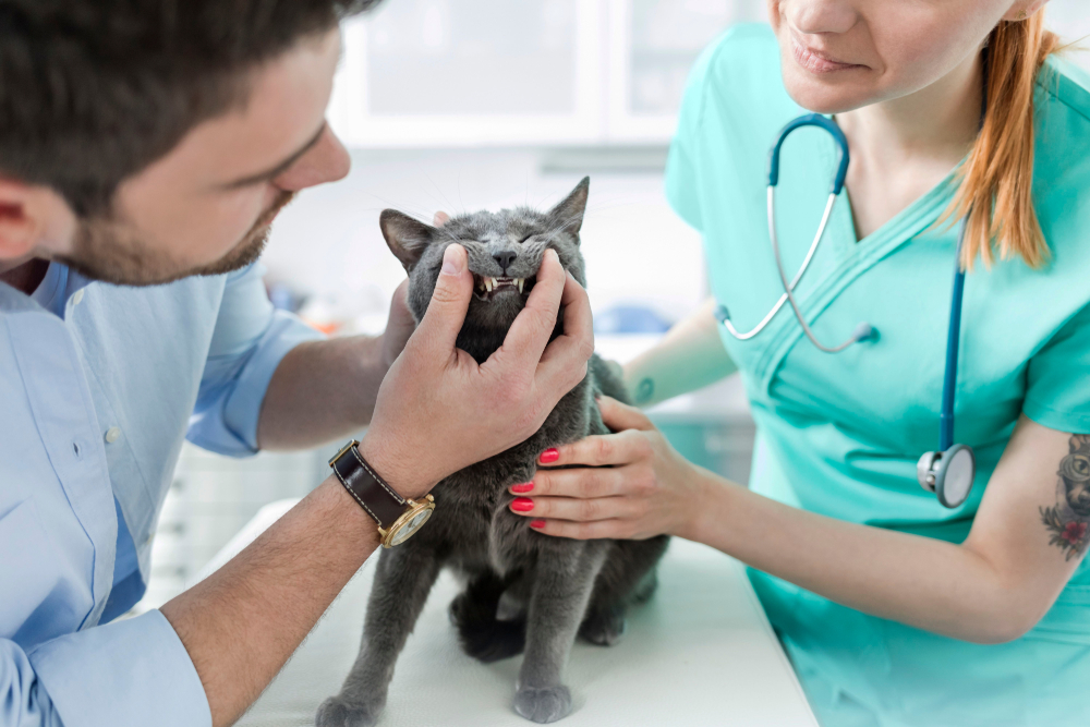 A grey cat being checked by a veterinarian