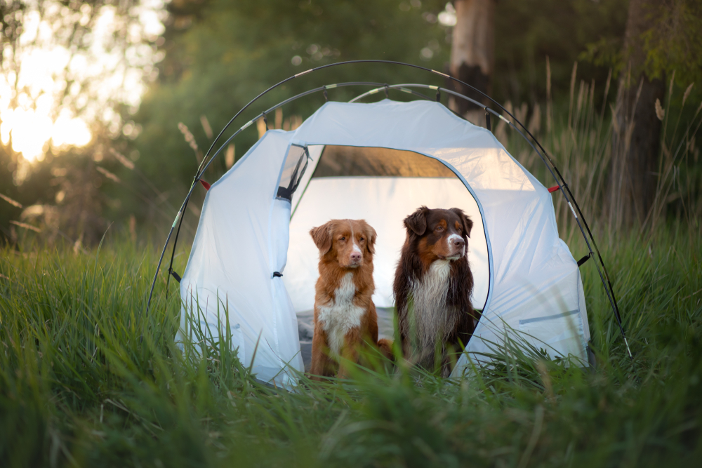 how to keep dogs safe while camping