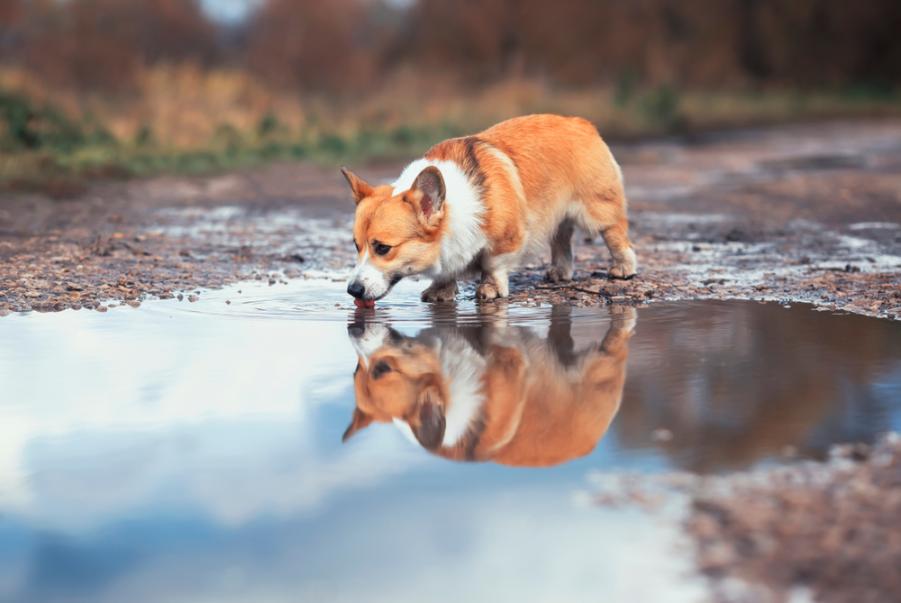 Dog drinking from puddle.