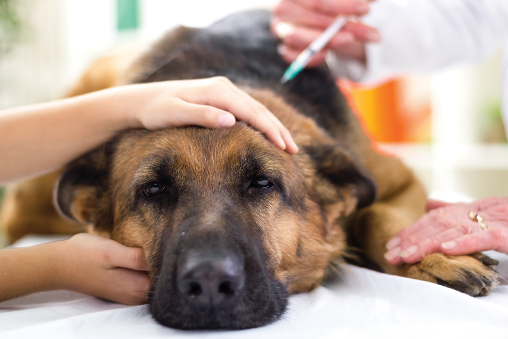 Protecting Your Pet from Common, Dangerous Toxins