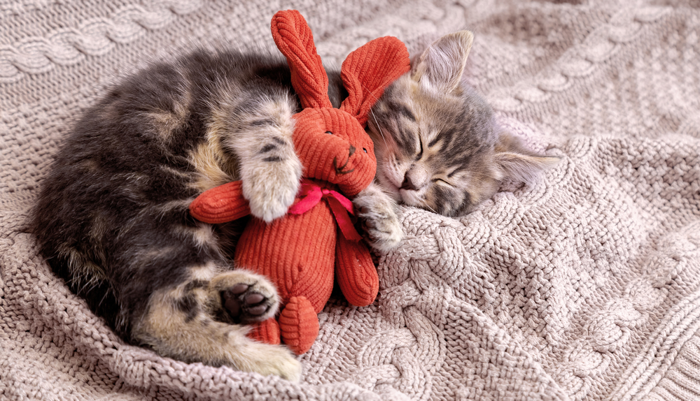 A kitten cuddling with a stuffed bunny