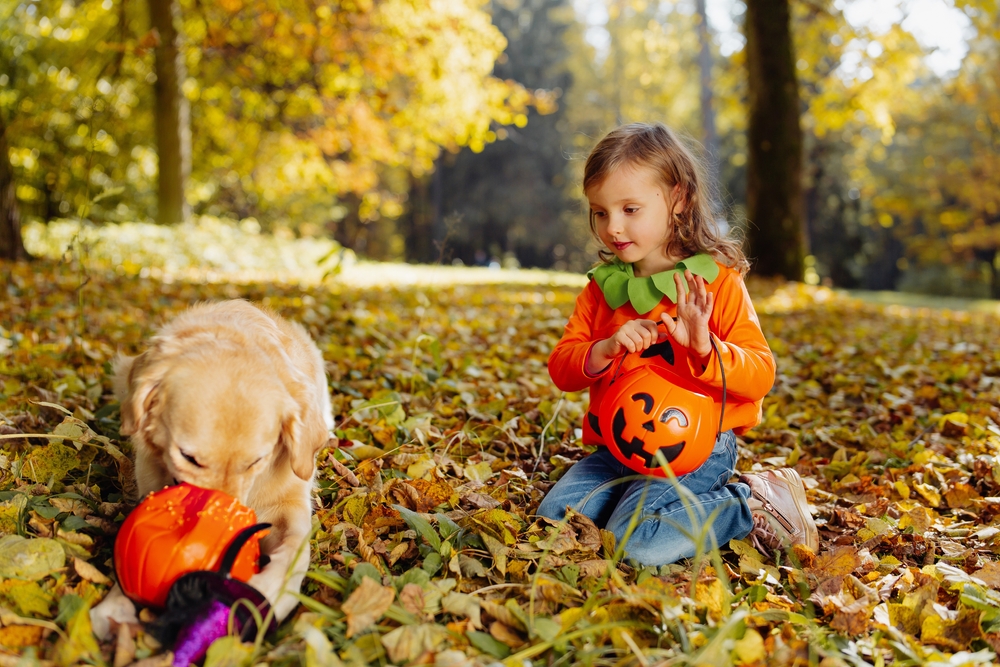 Dog eating halloween candy.