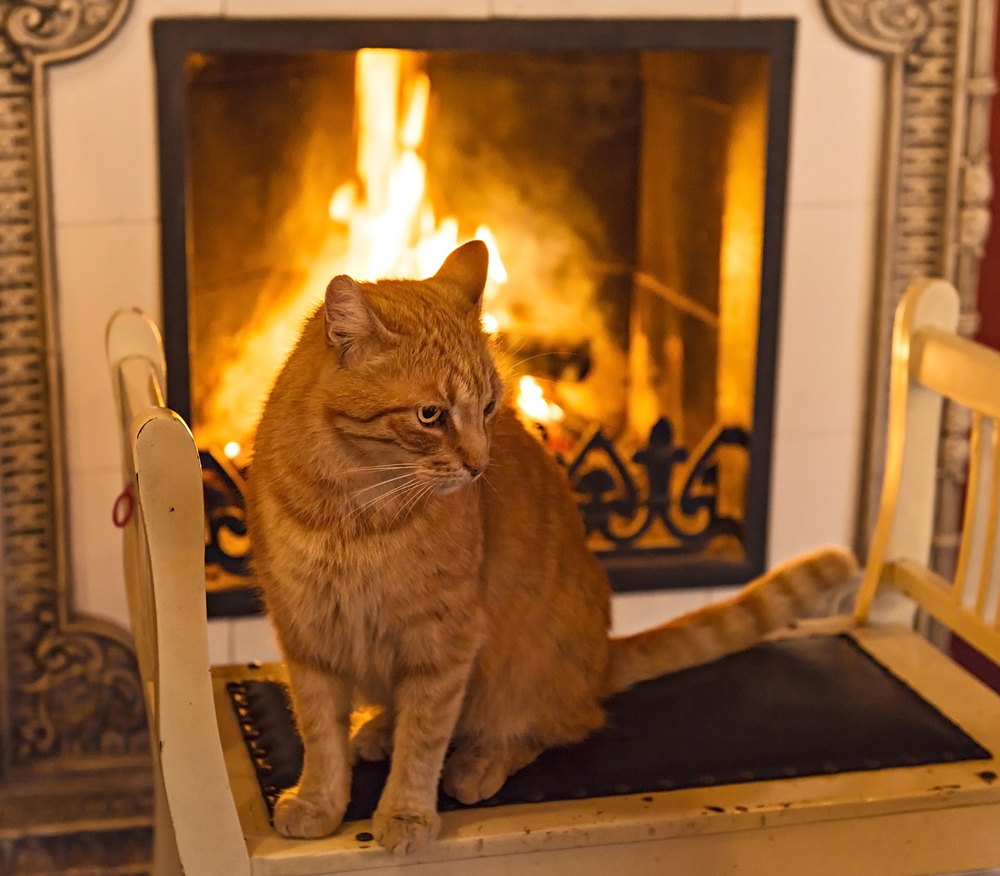 A cat sitting in front of a fireplace