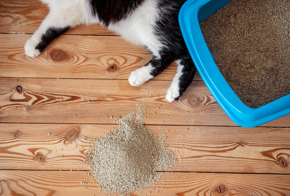 Cat litter box issues.