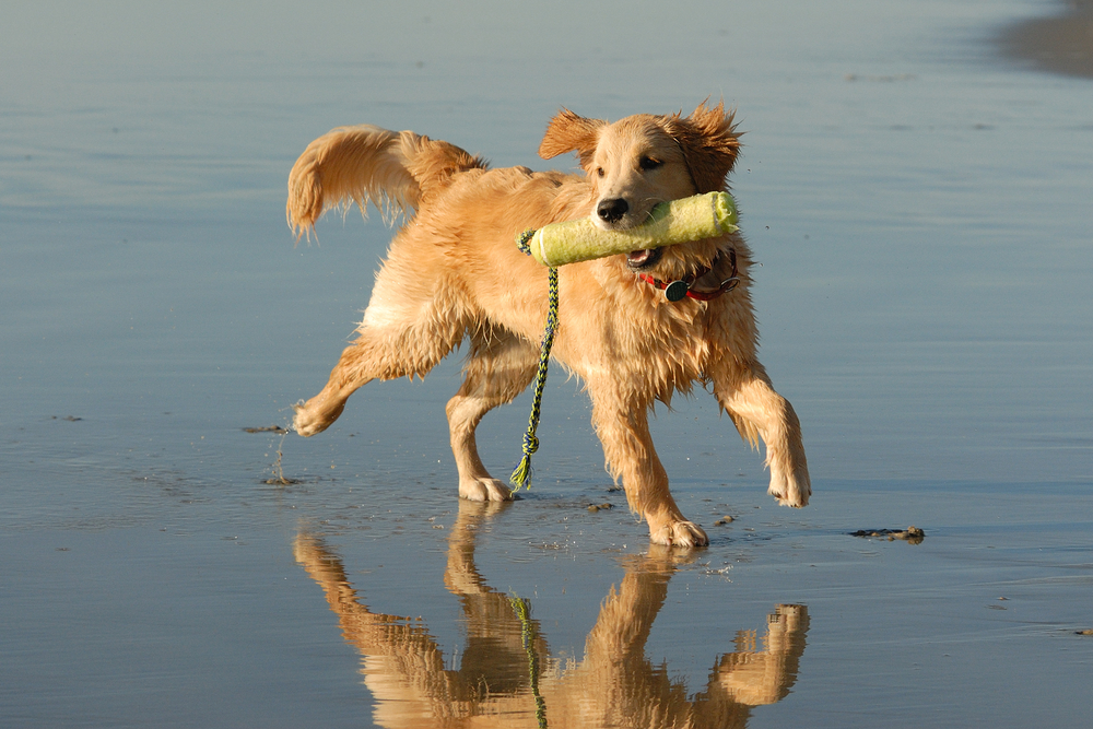 A golden retriever playing in the surf