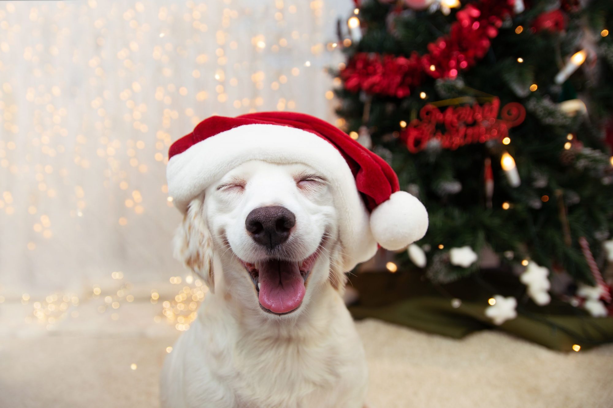 Pet holiday safety.