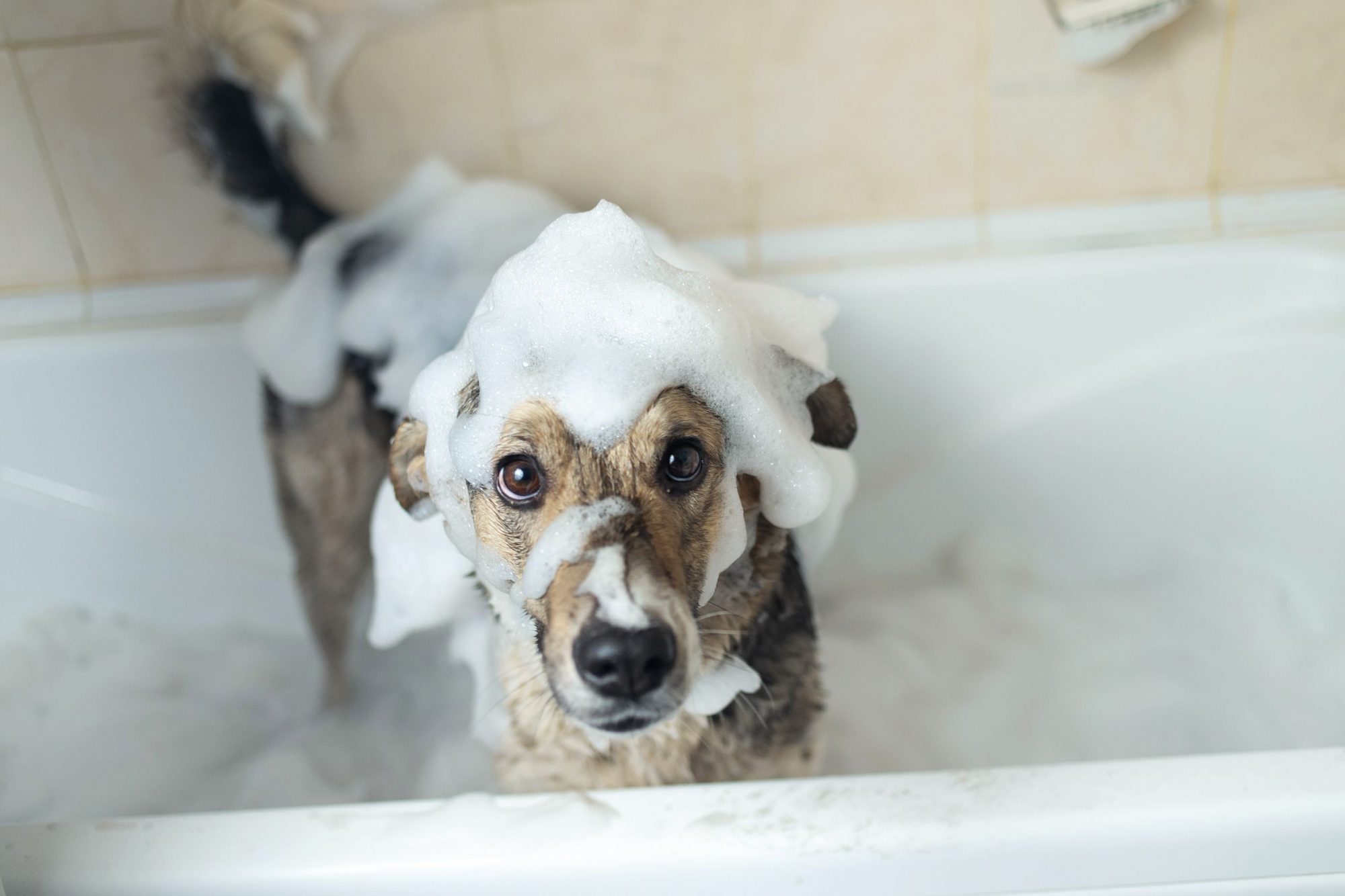 A smelly old dog is taking a bath to help eliminate the odor.