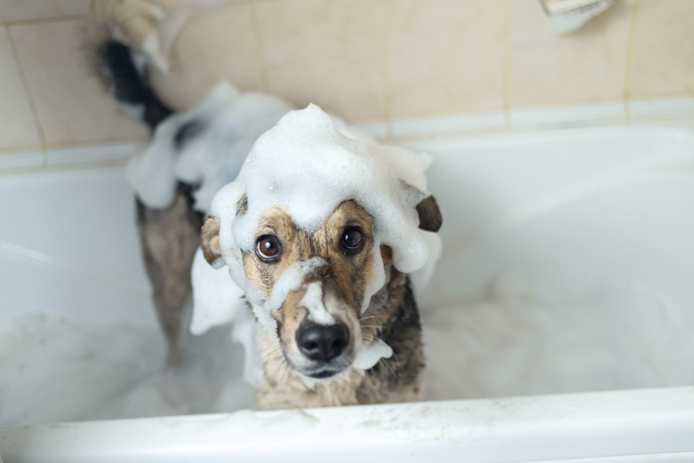 what to do when your old dog becomes incontinent