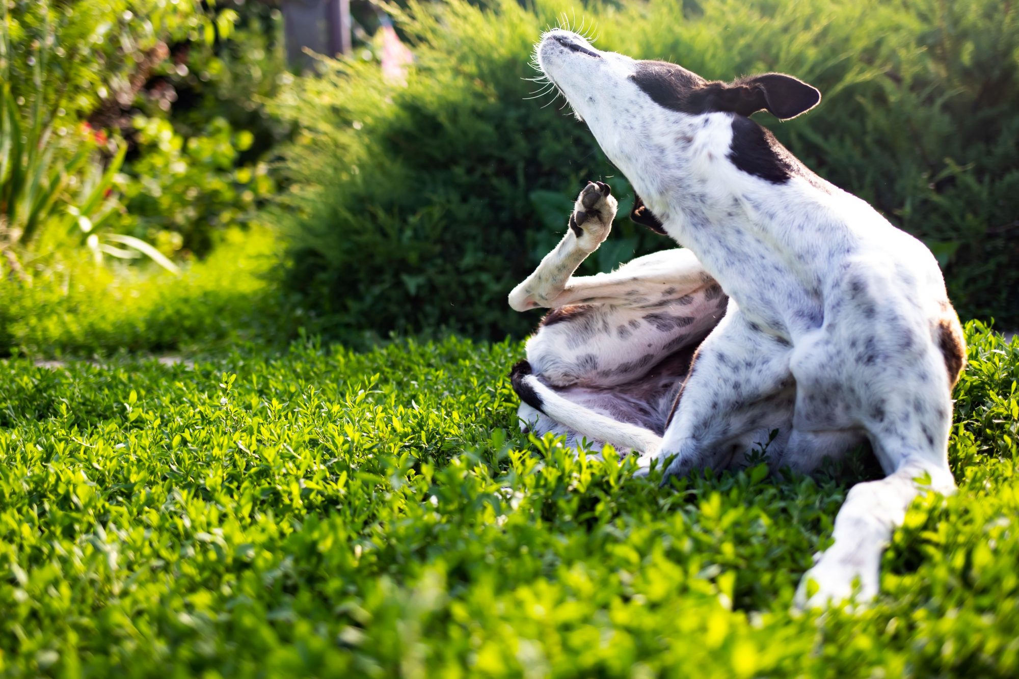 why do dogs lick grass