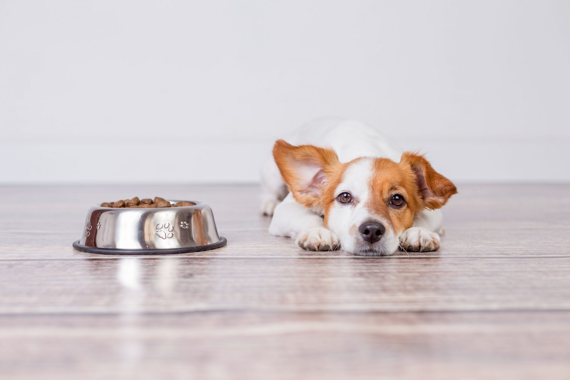 Puppy after eating.