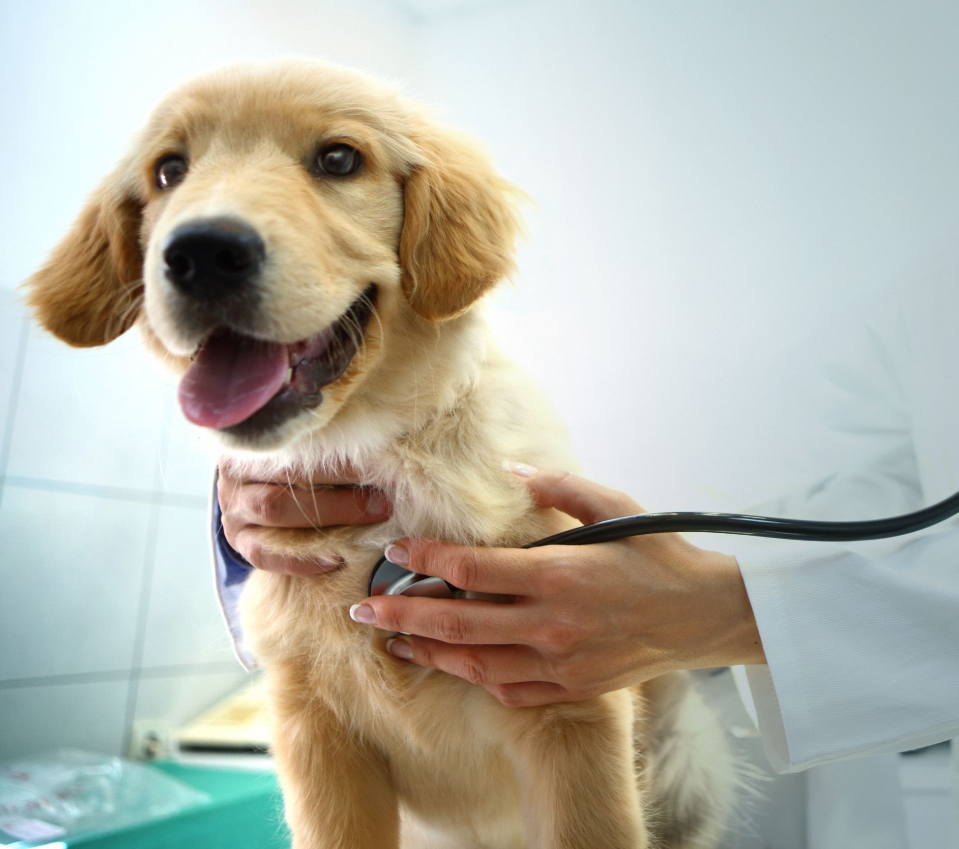 Puppy veterinarian visit. 