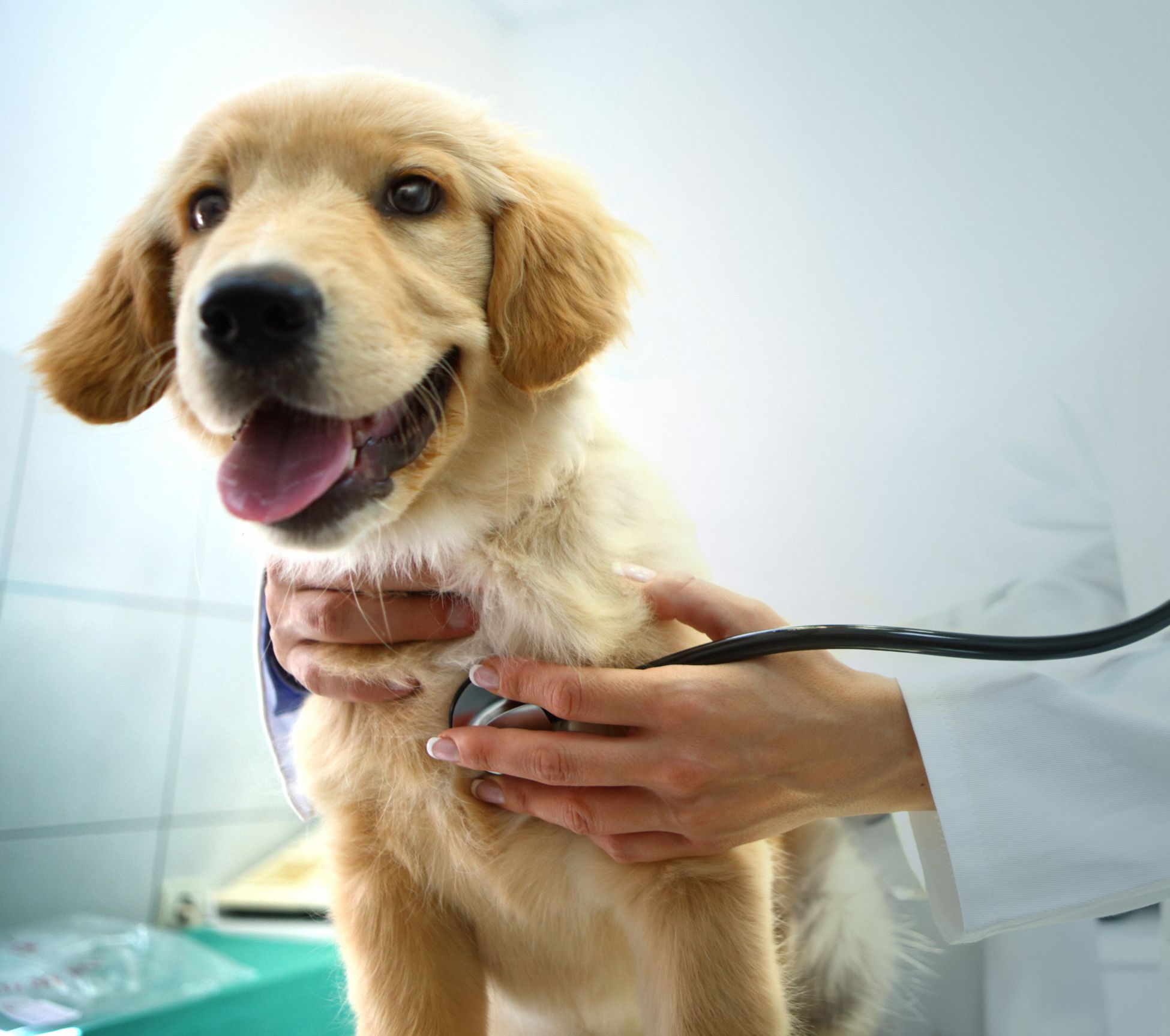 Puppy veterinarian visit.