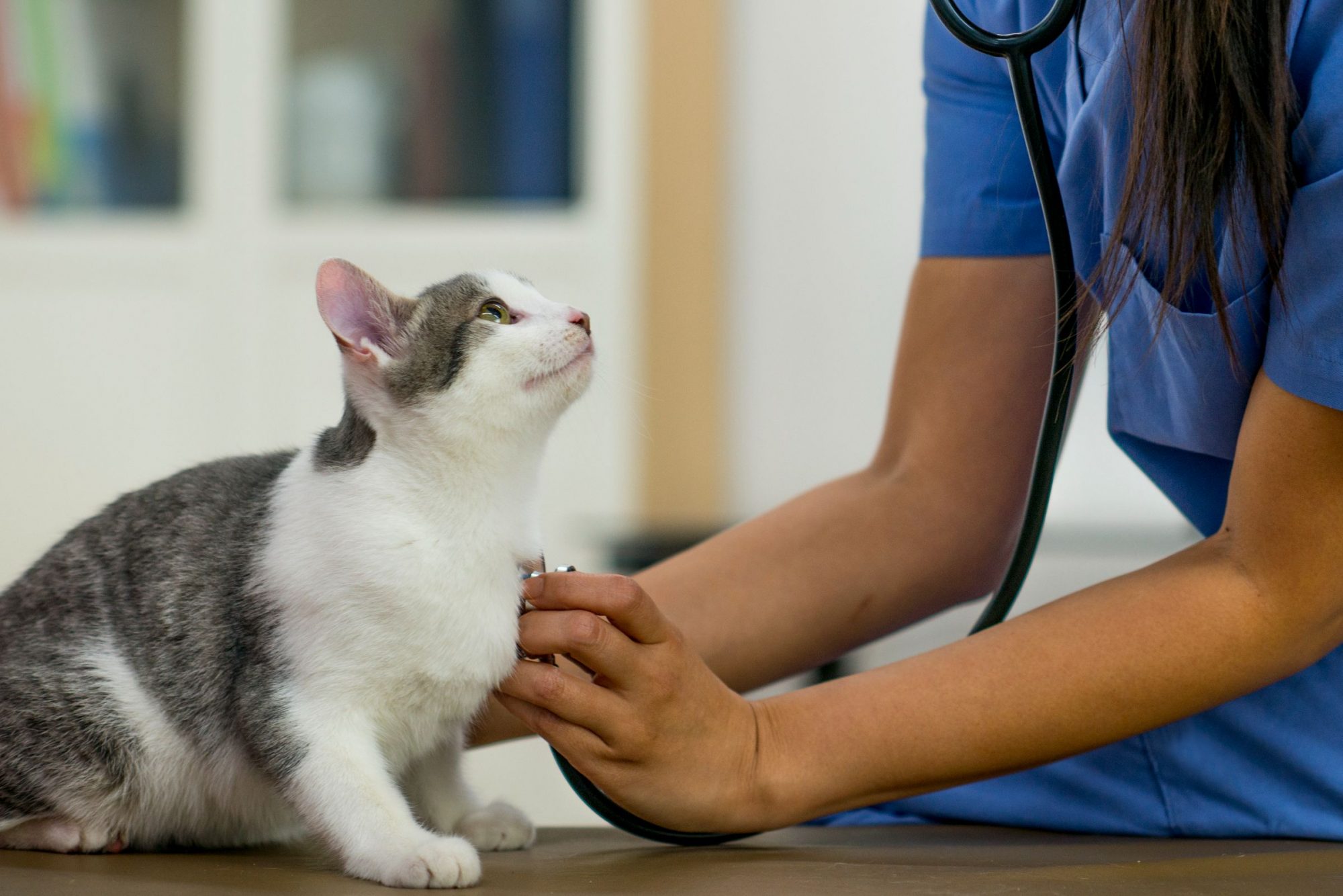 A cat at a vet visit.