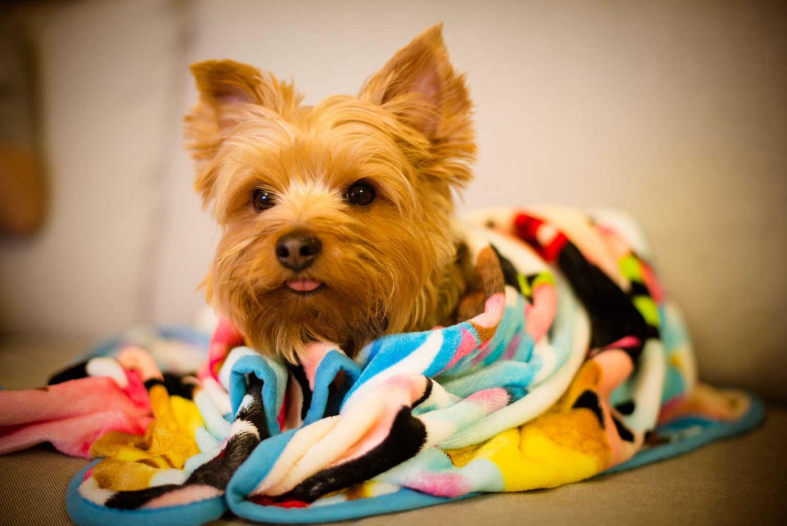 Why is My Dog Shaking So Much? Bayside Animal Hospital Bayside