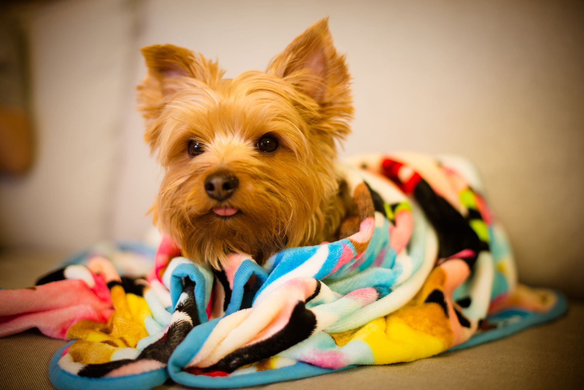 A trembling or shaking dog wrapped up in a blanket because it is cold.