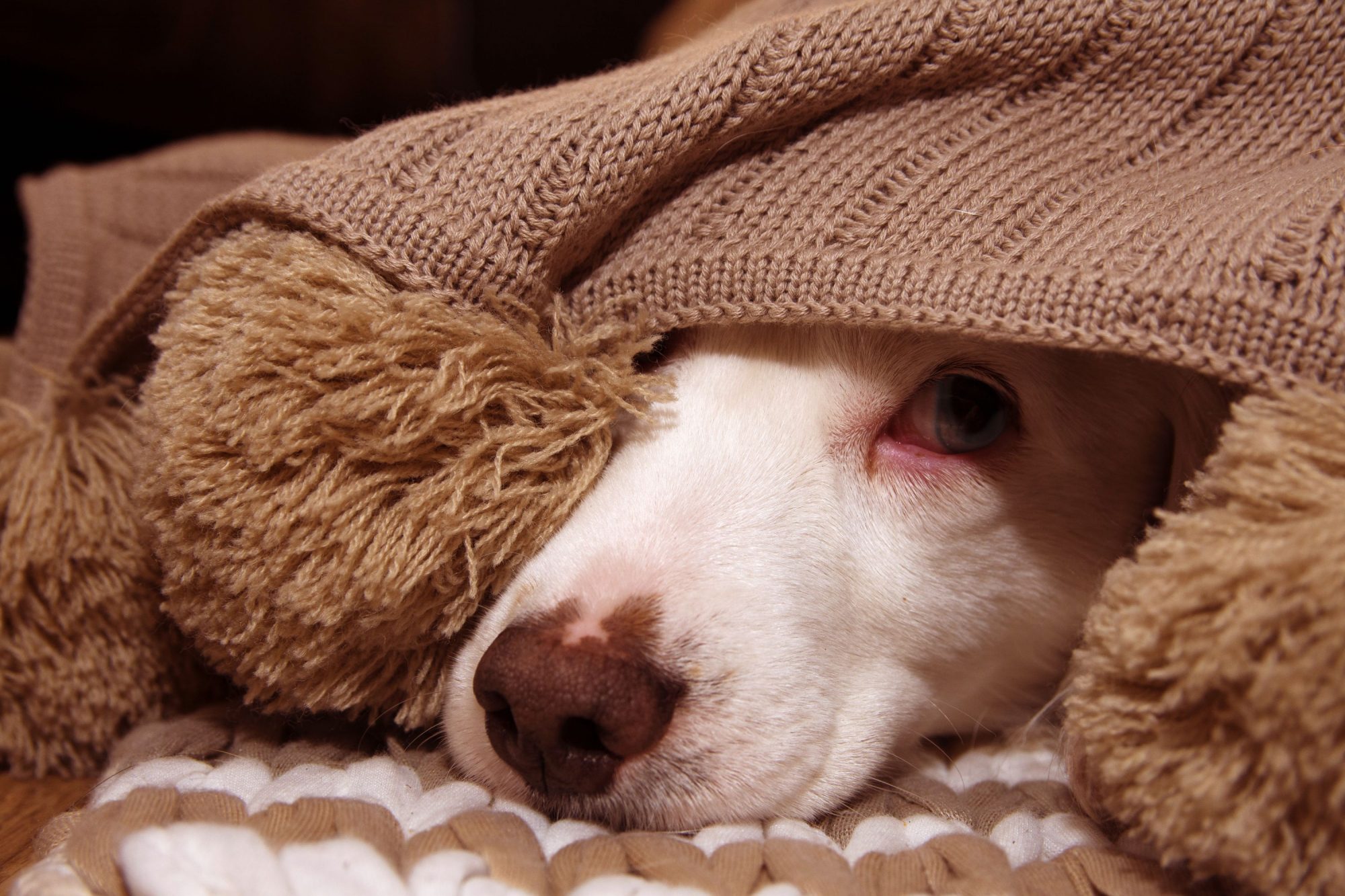 Dog hiding from loud noises.