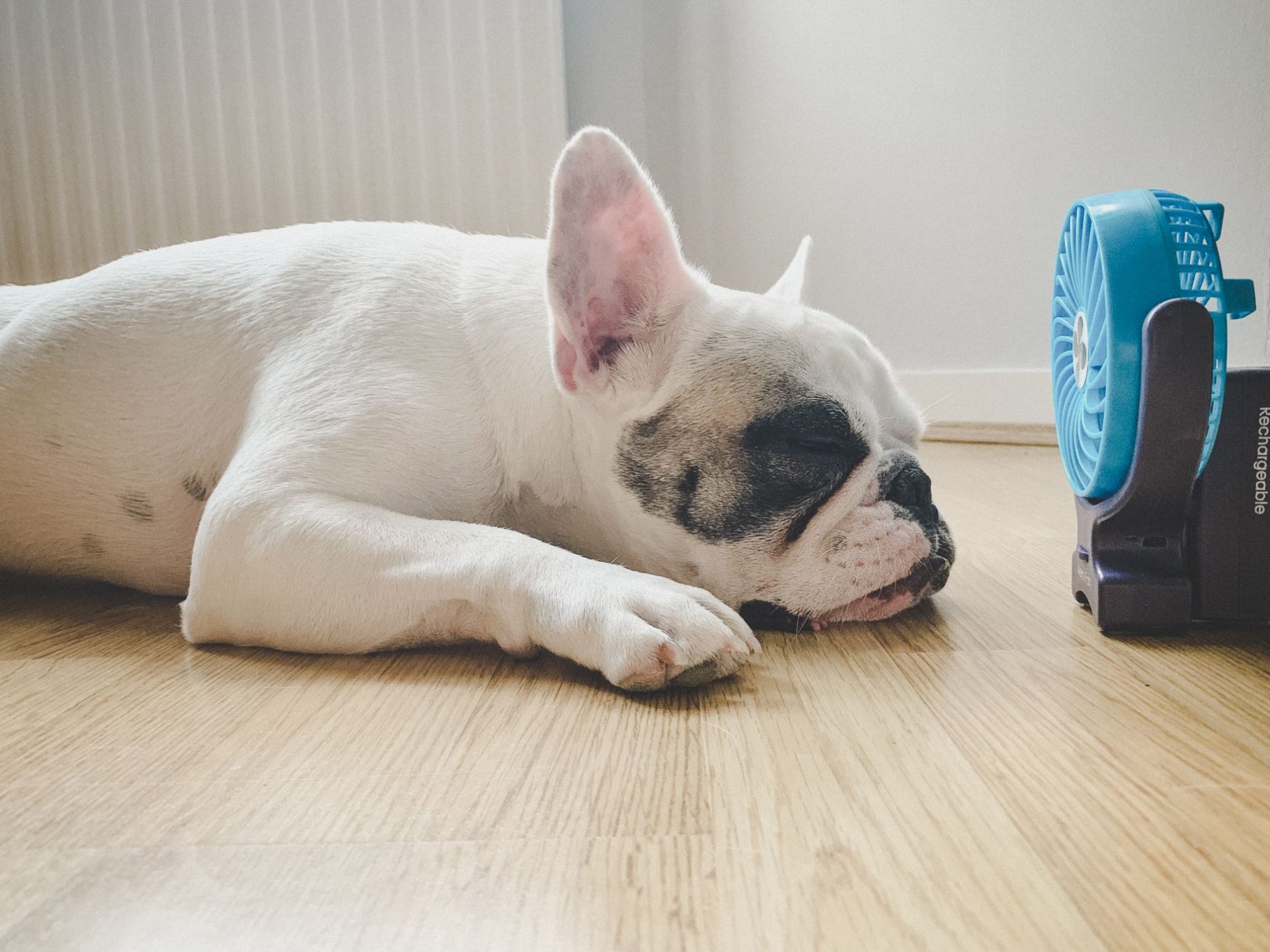 Dog cooling off by fan.