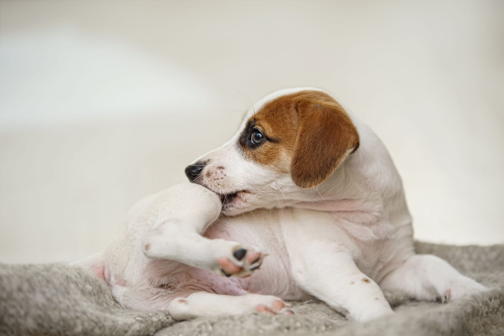 Dog biting an itch.