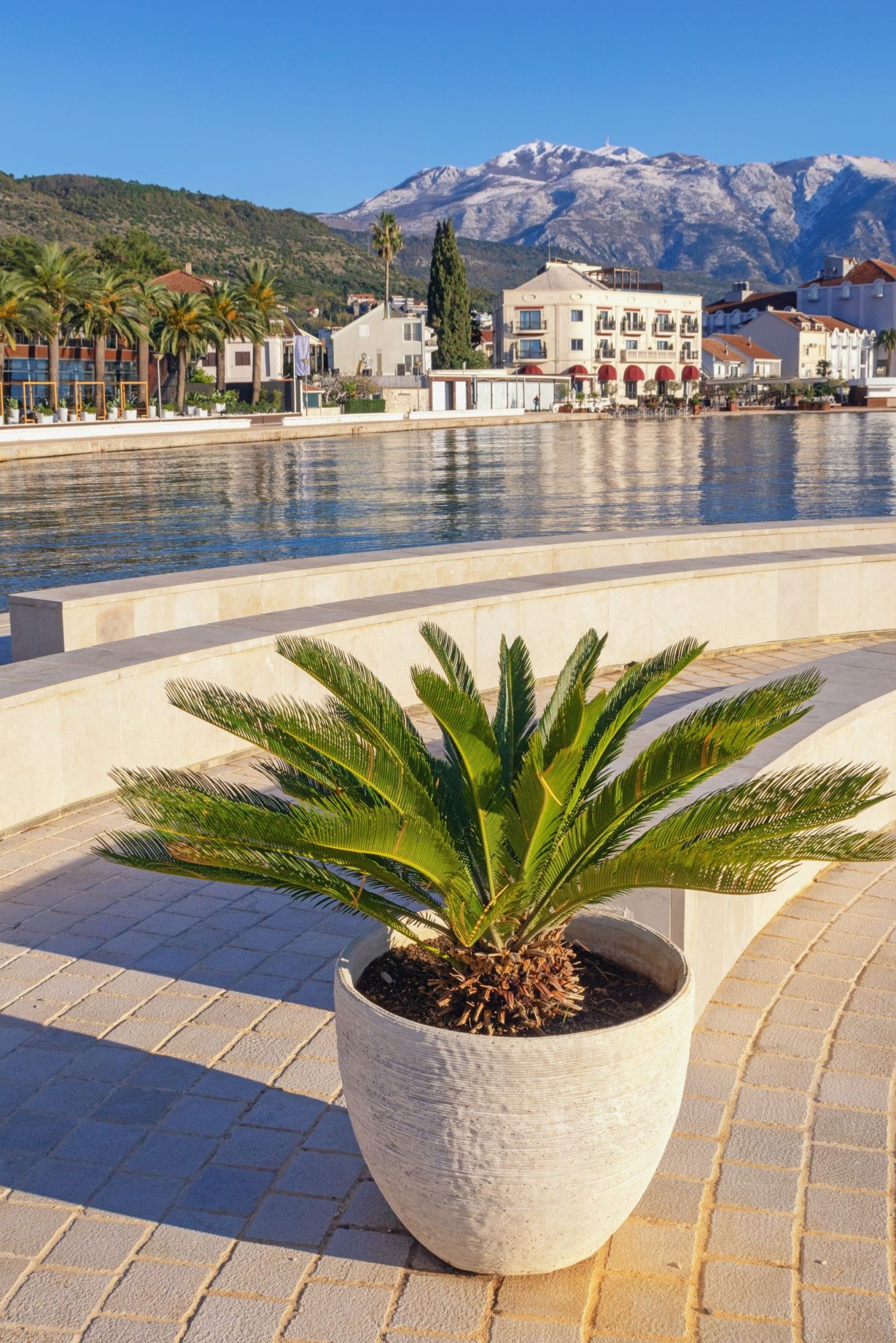 A potted sago palm overlooking the landscape.