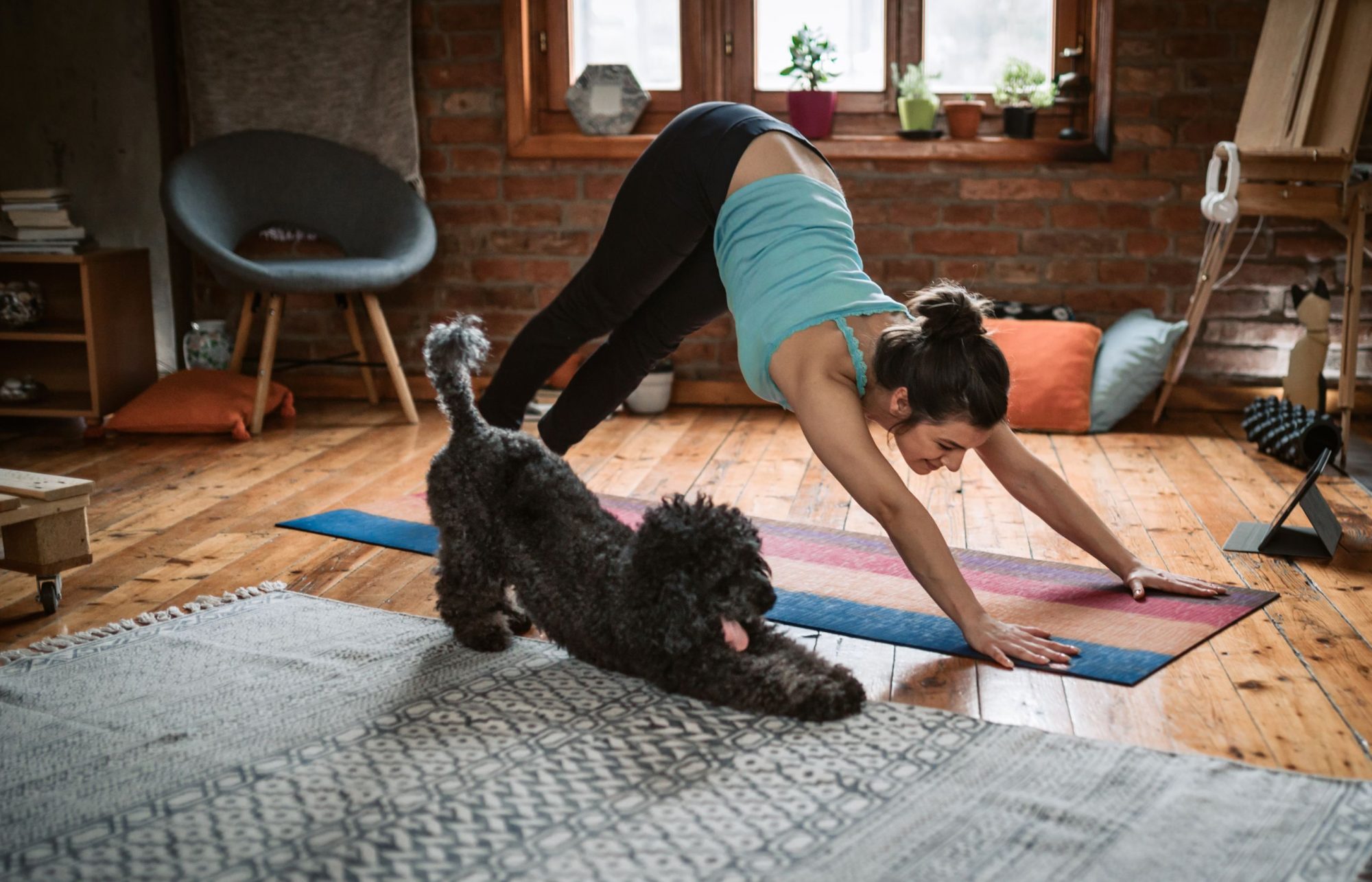 Pet and owner doing yoga together.