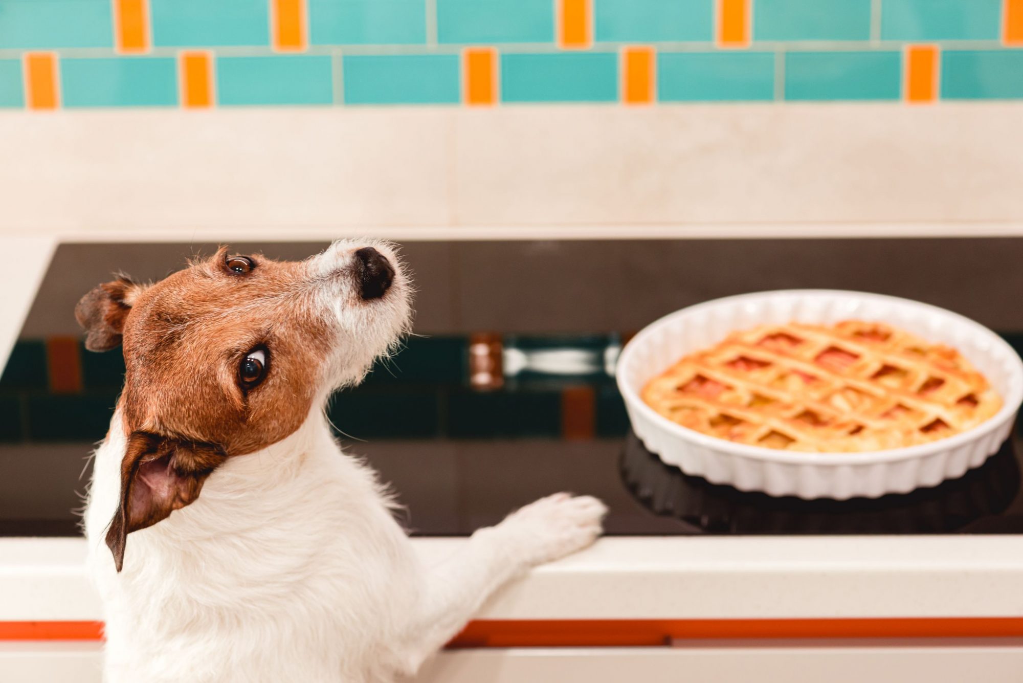Cute dog caught eating pie.
