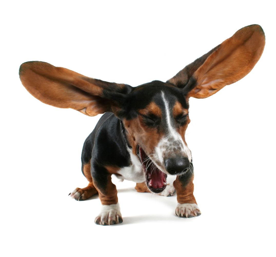 What Is A Reverse Sneeze In Dogs?