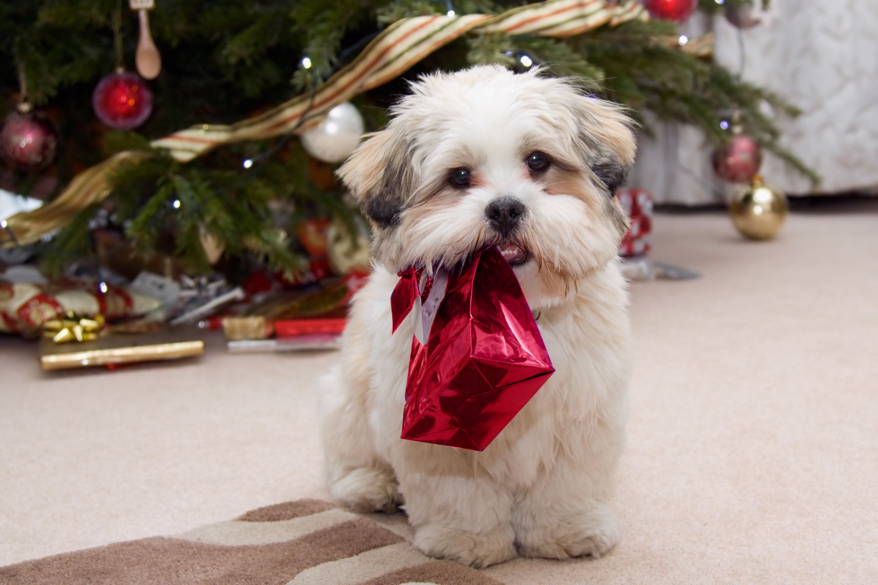 Cute dog with holiday present.