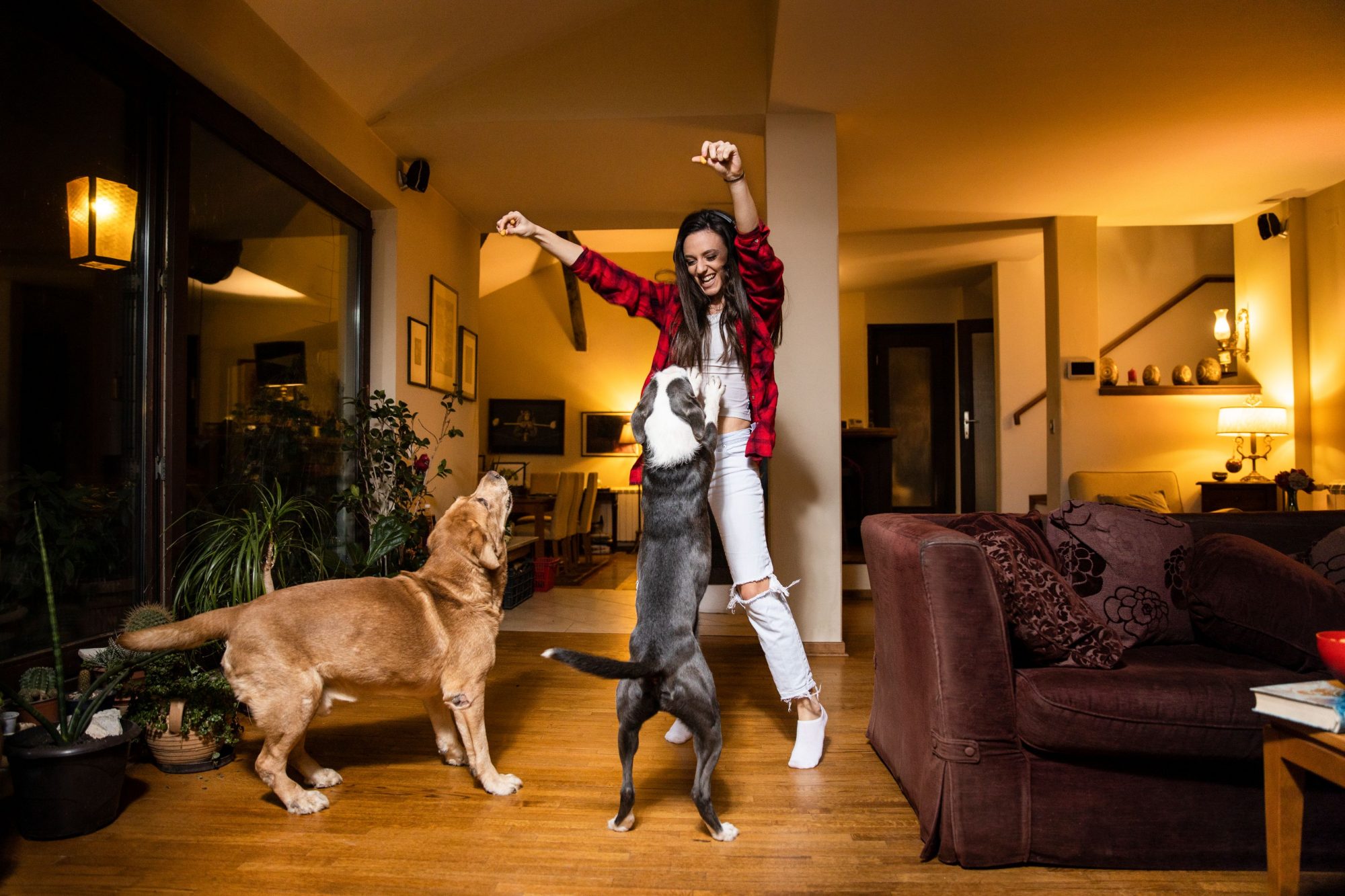 Dog sitter playing with dogs