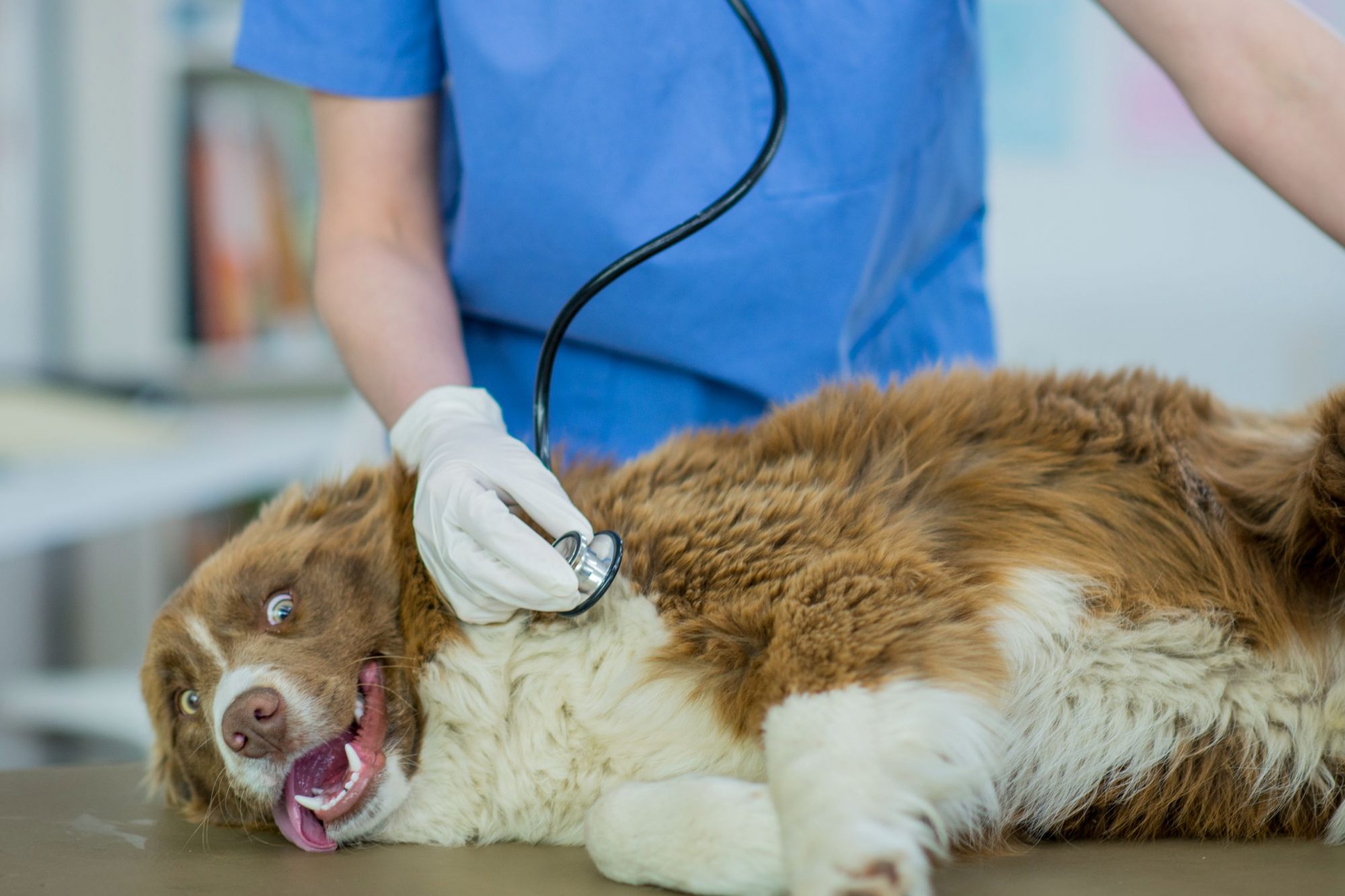 Dog at urgent care visit