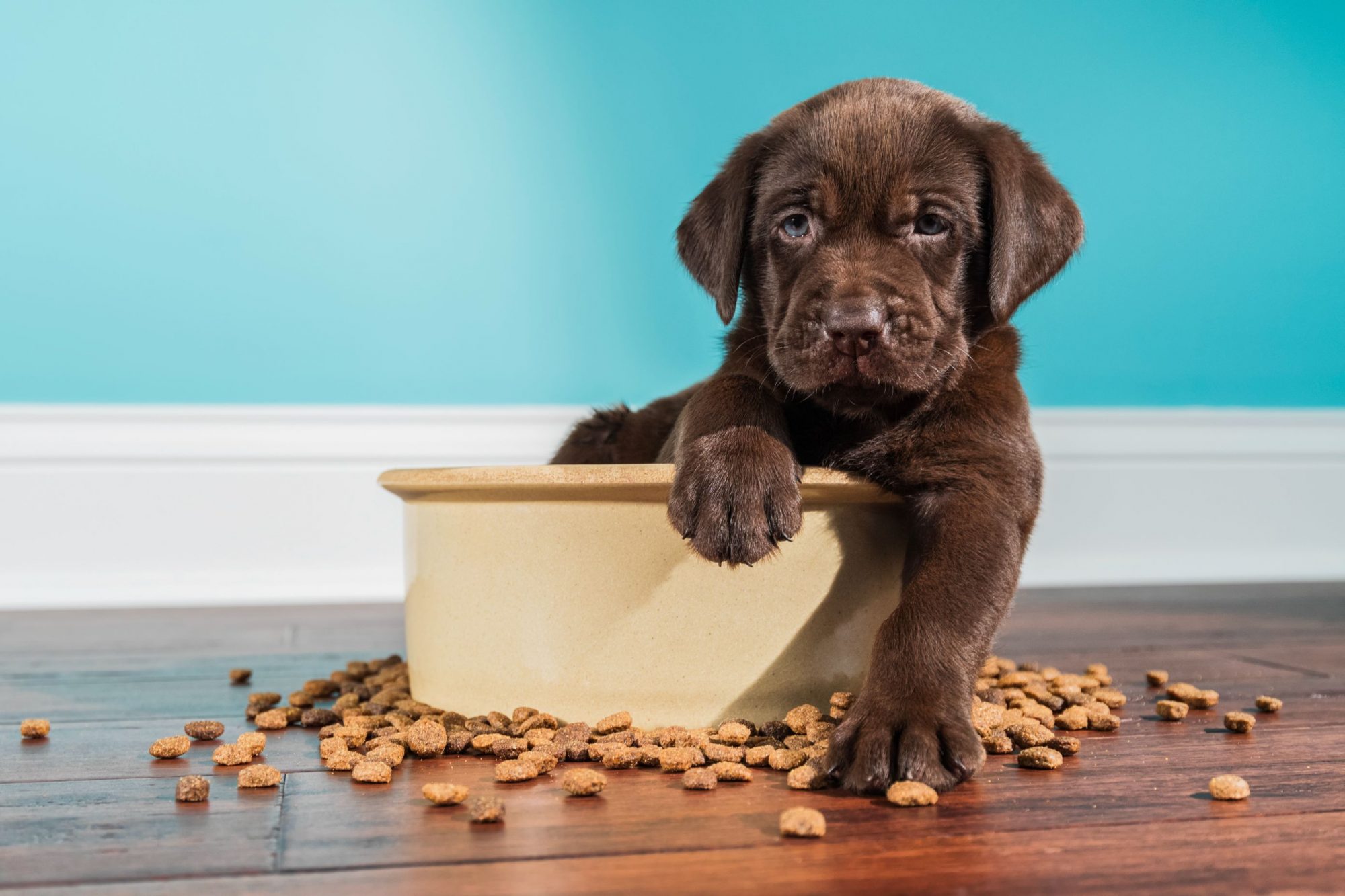 Cute puppy in food dish.