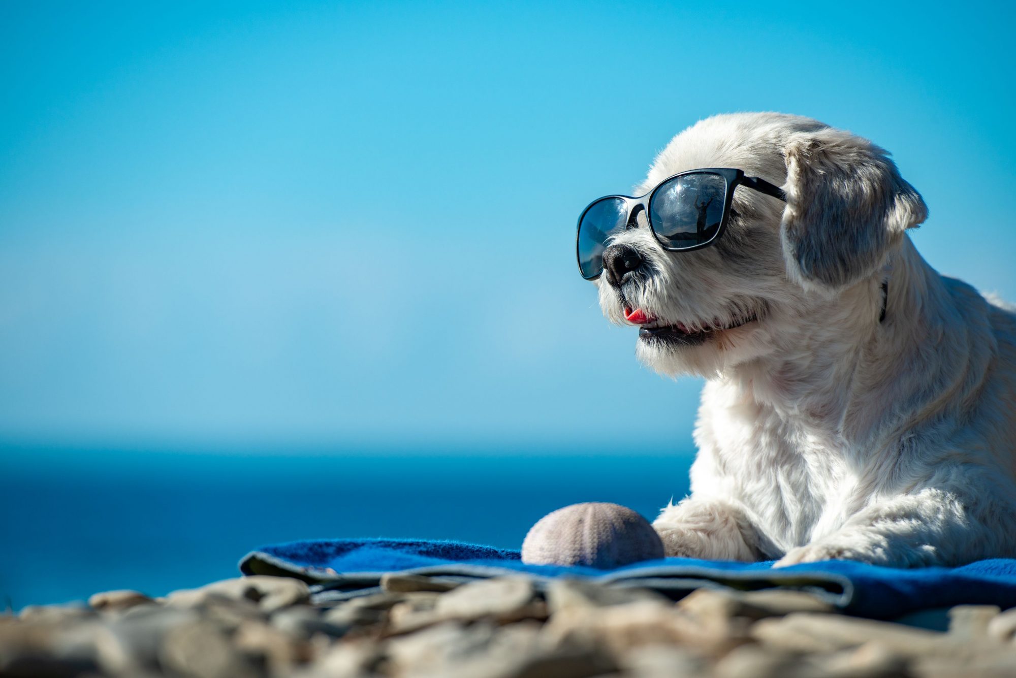 Cute dog on the beach.