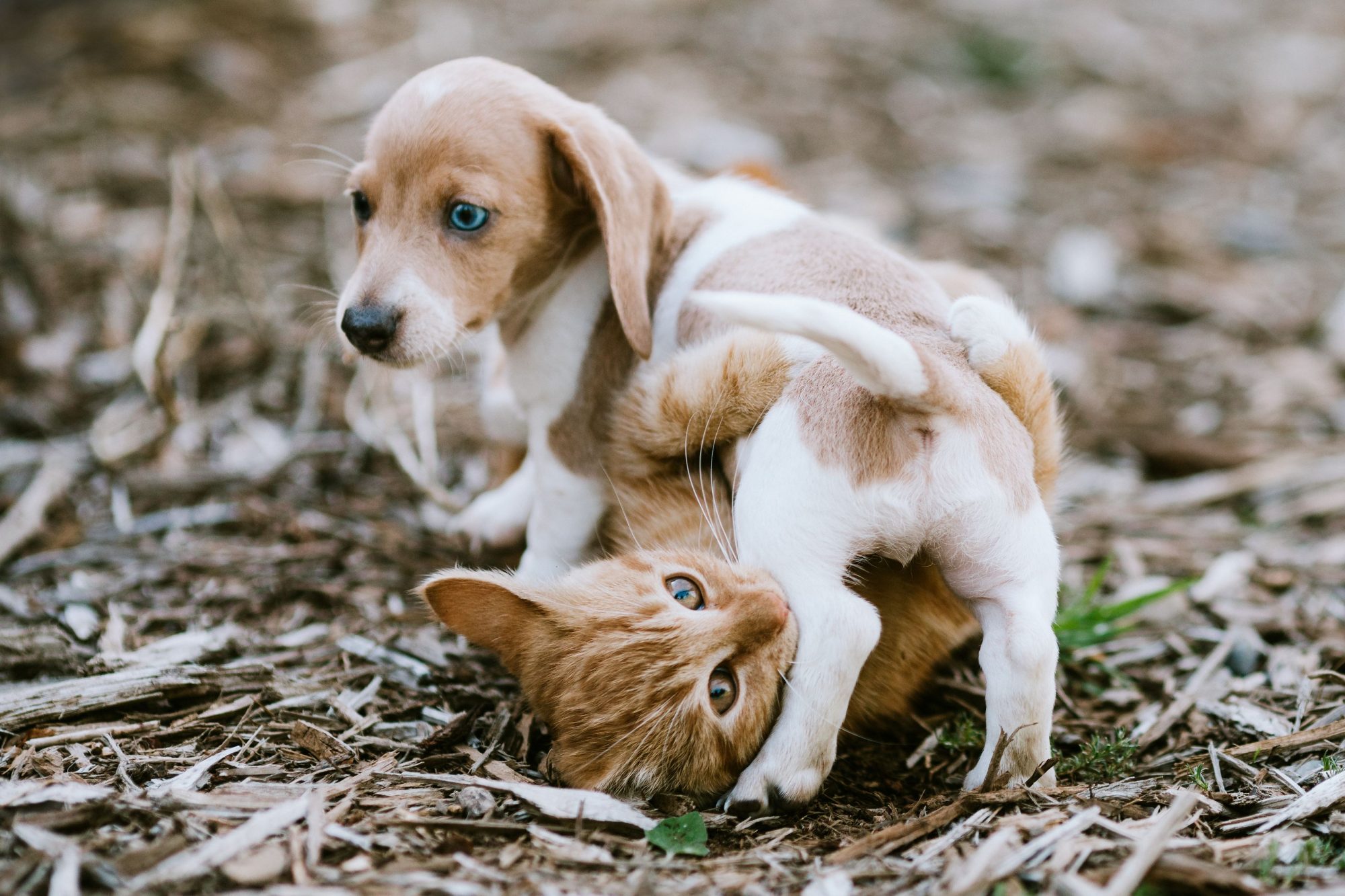 Puppy and kitten playing. 