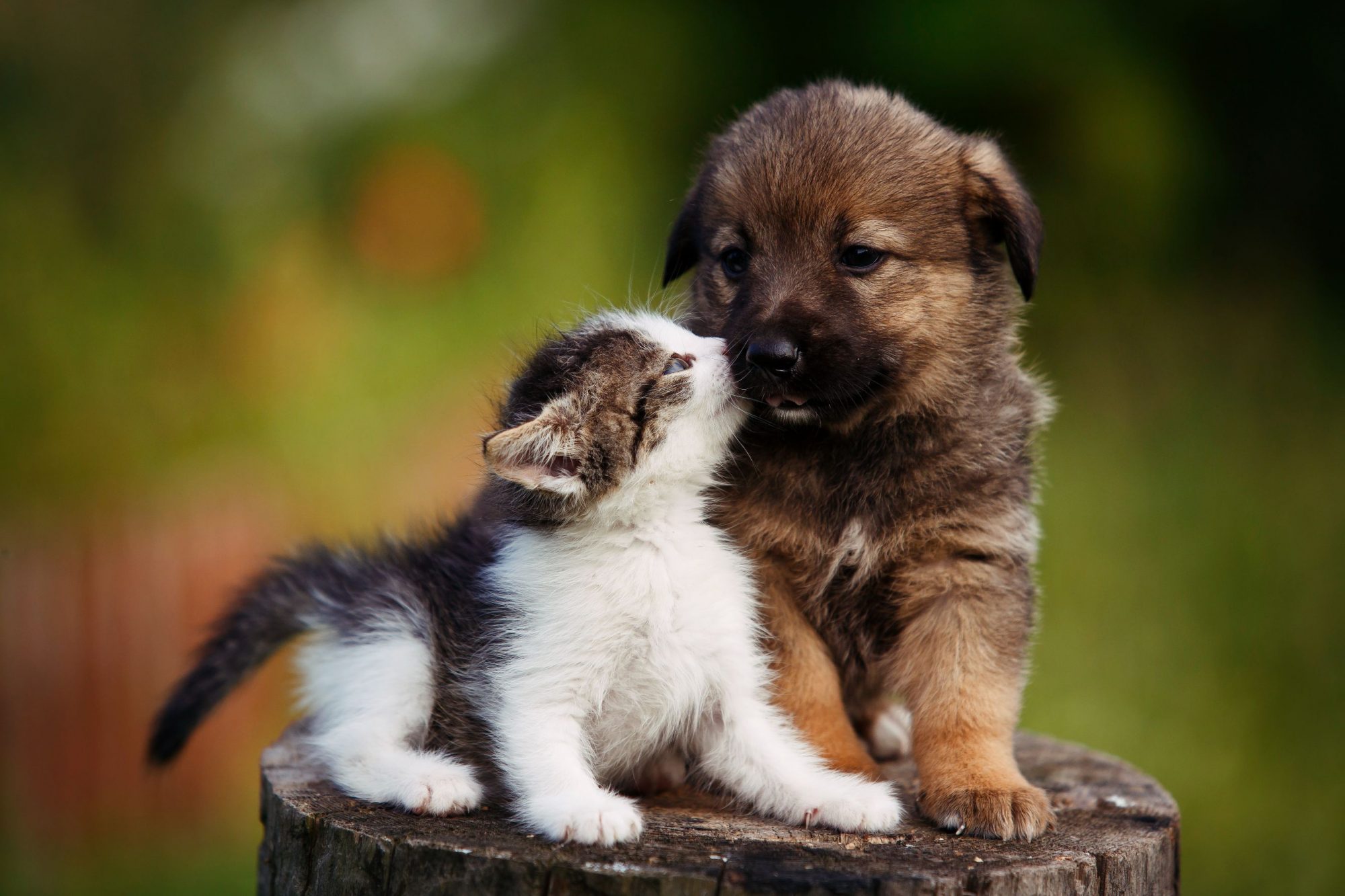 Cute puppy and kitten. 