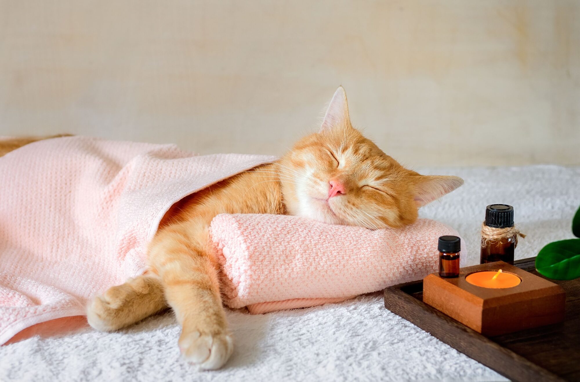 Relaxing cat.