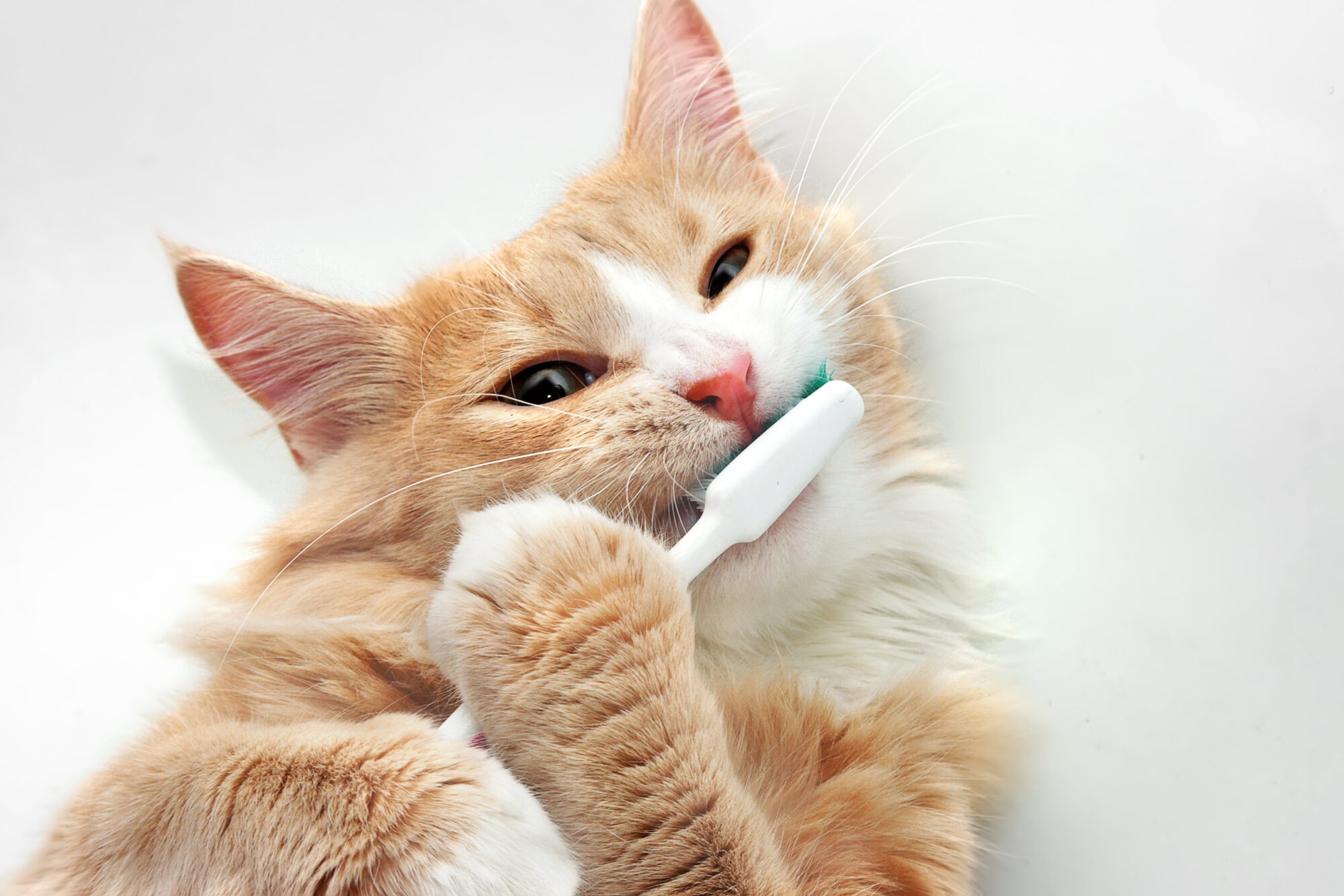 Importance of Pet Dental Care.