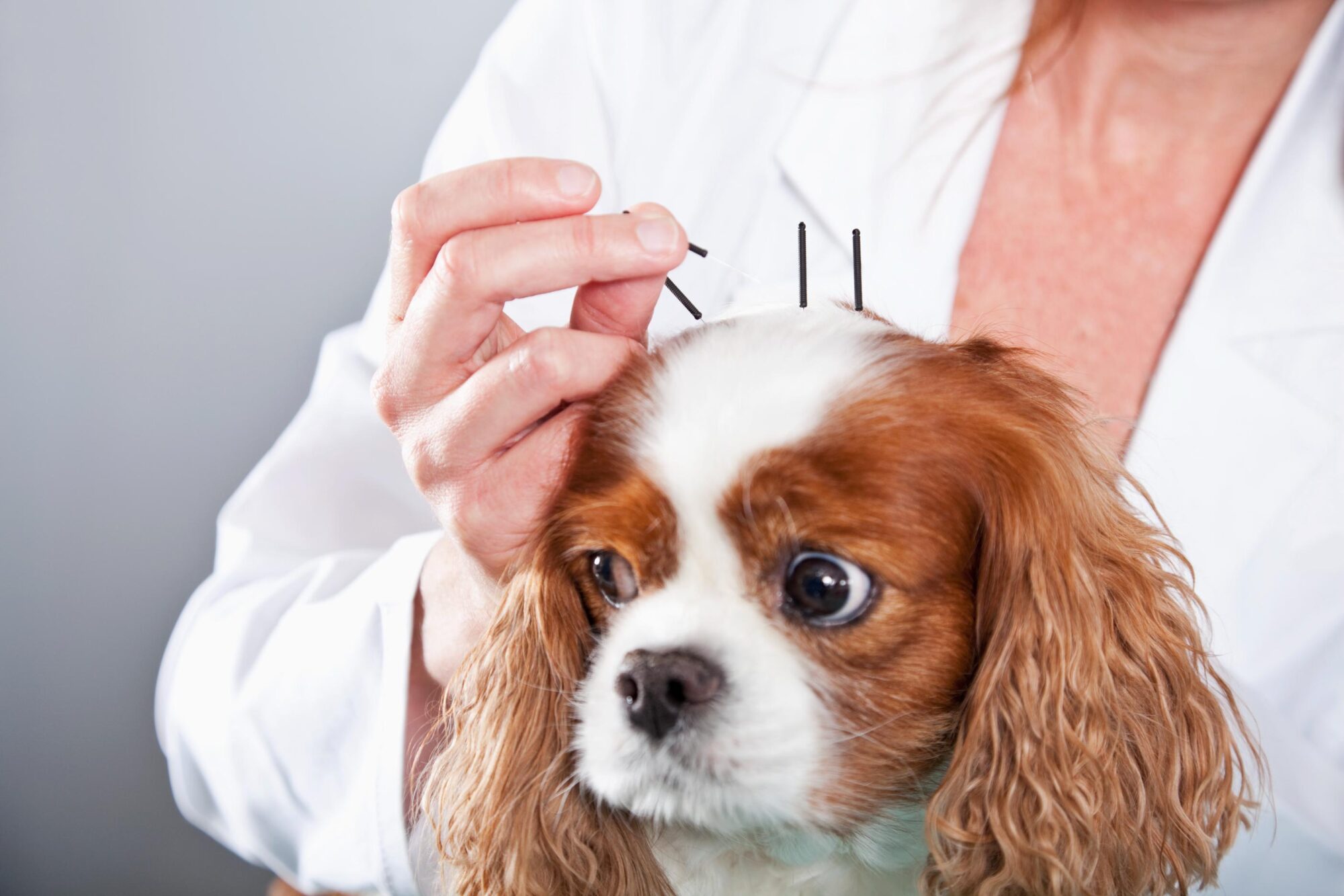 pet getting acupuncture 