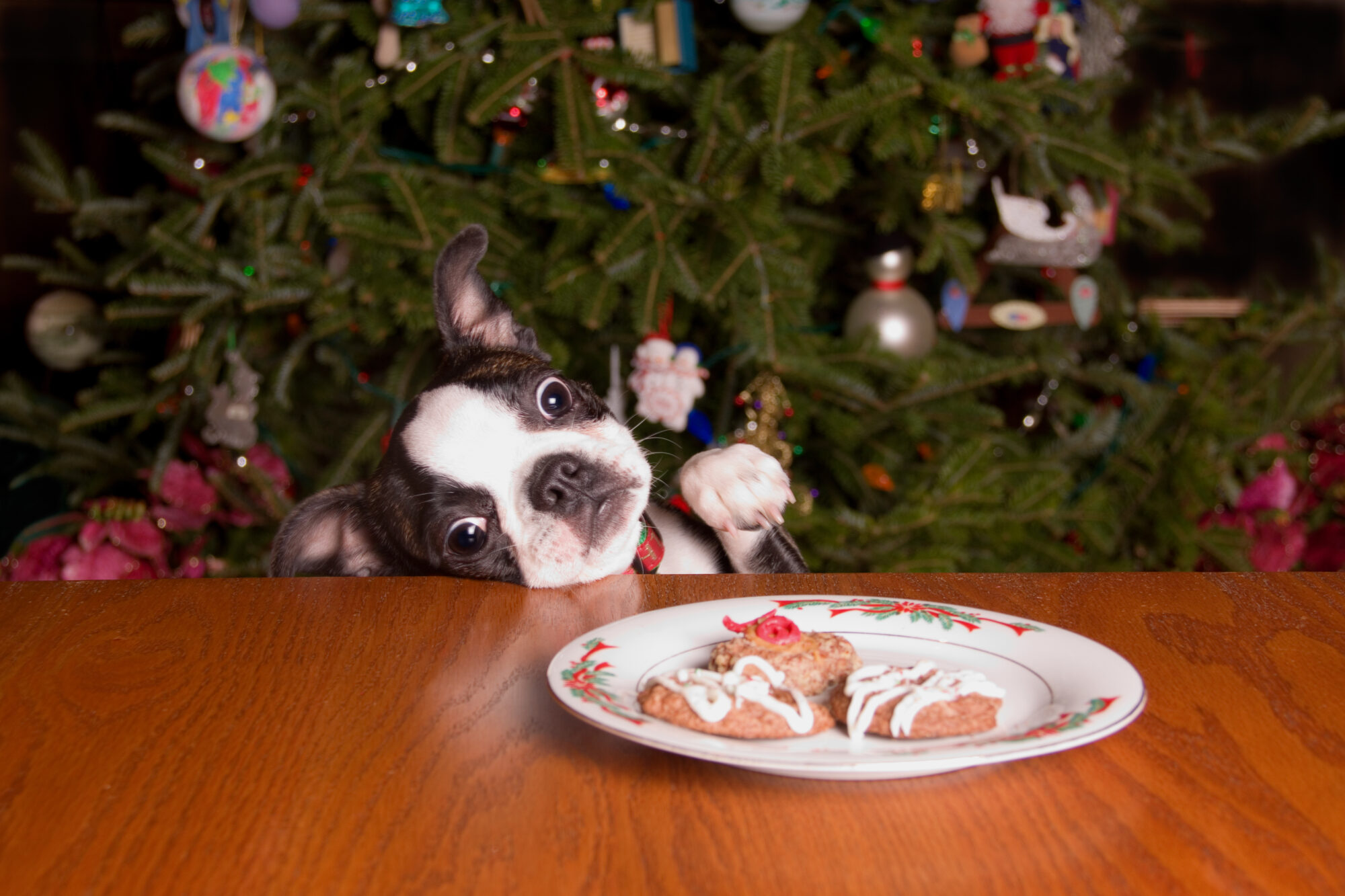 Holiday Foods You Shouldn’t Feed Pets.