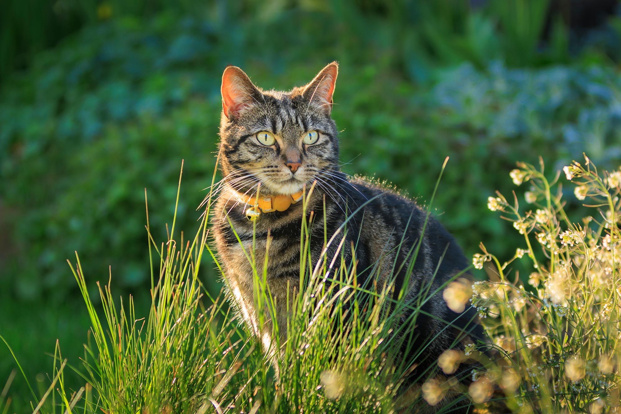 Capillaria In Cats