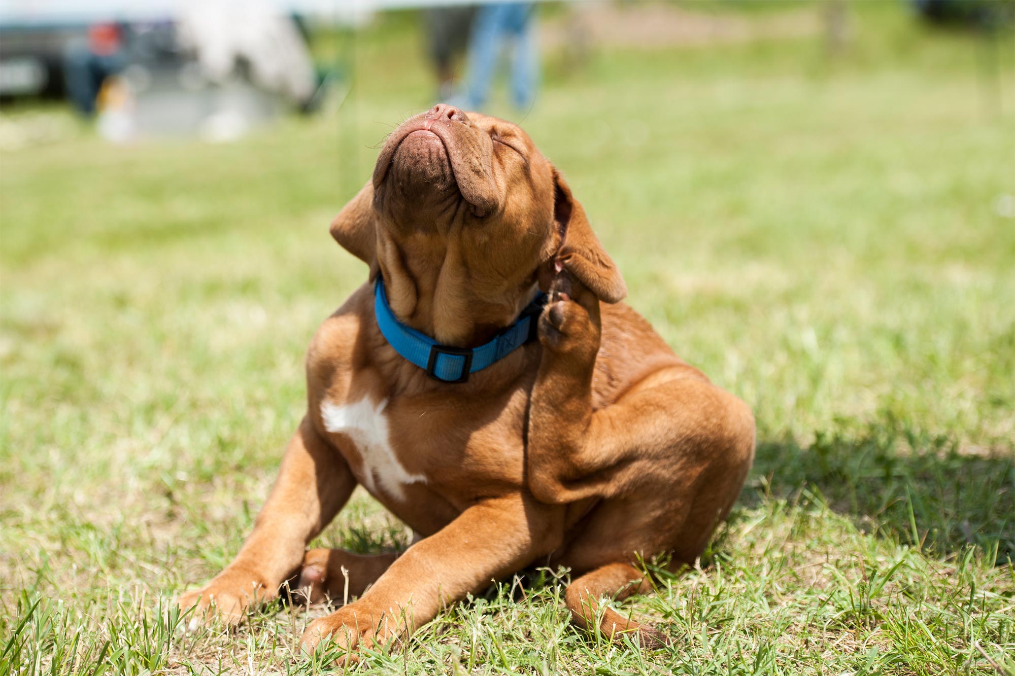 What Is Canine Seborrhea?