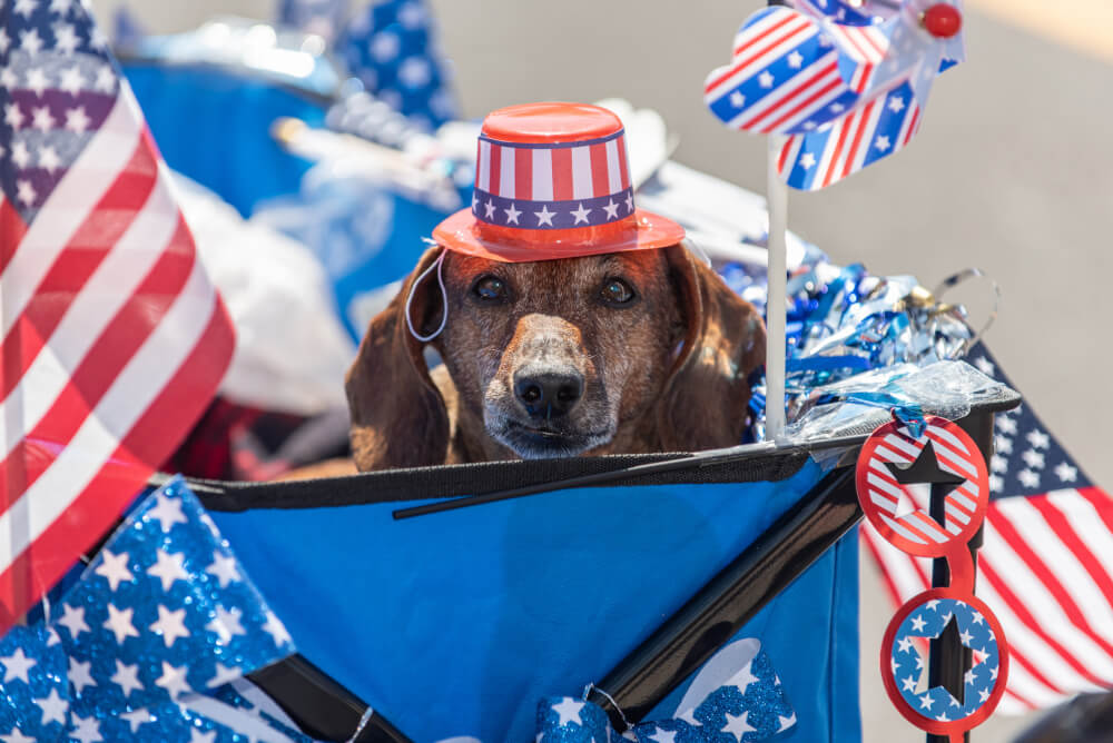 4th of July Pet Safety Tips