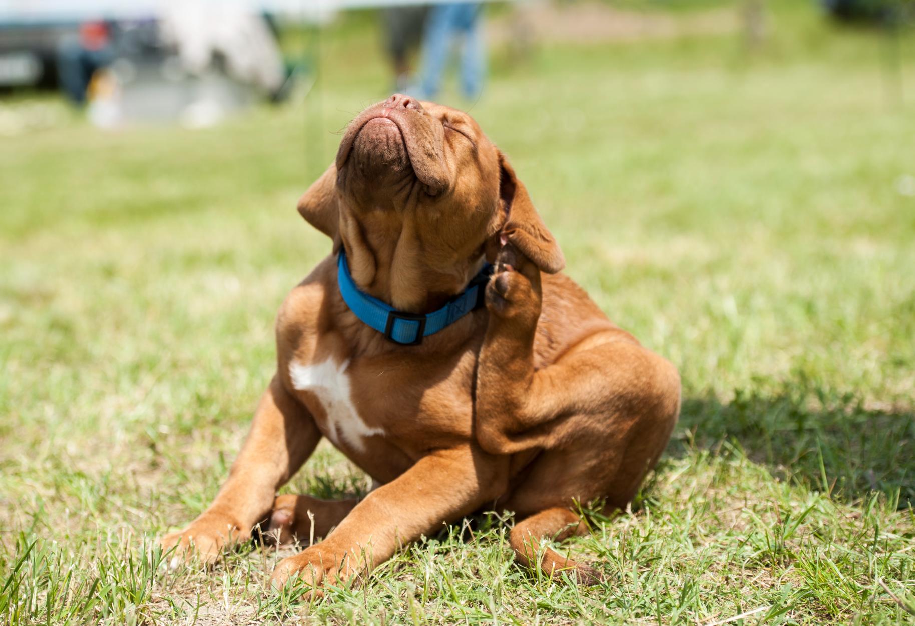 Dog with Seborrhea.