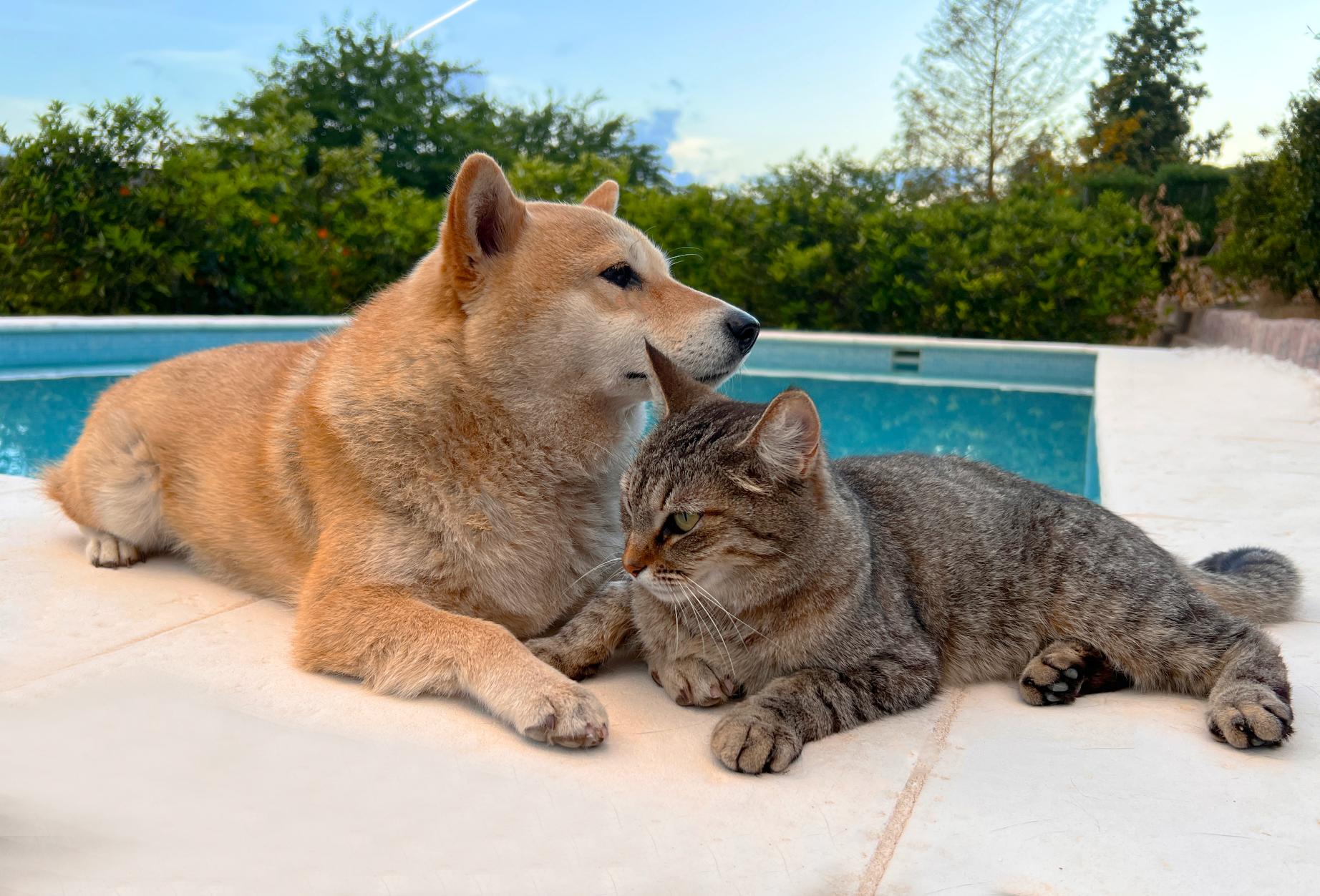 Dog & cat outside by the pool