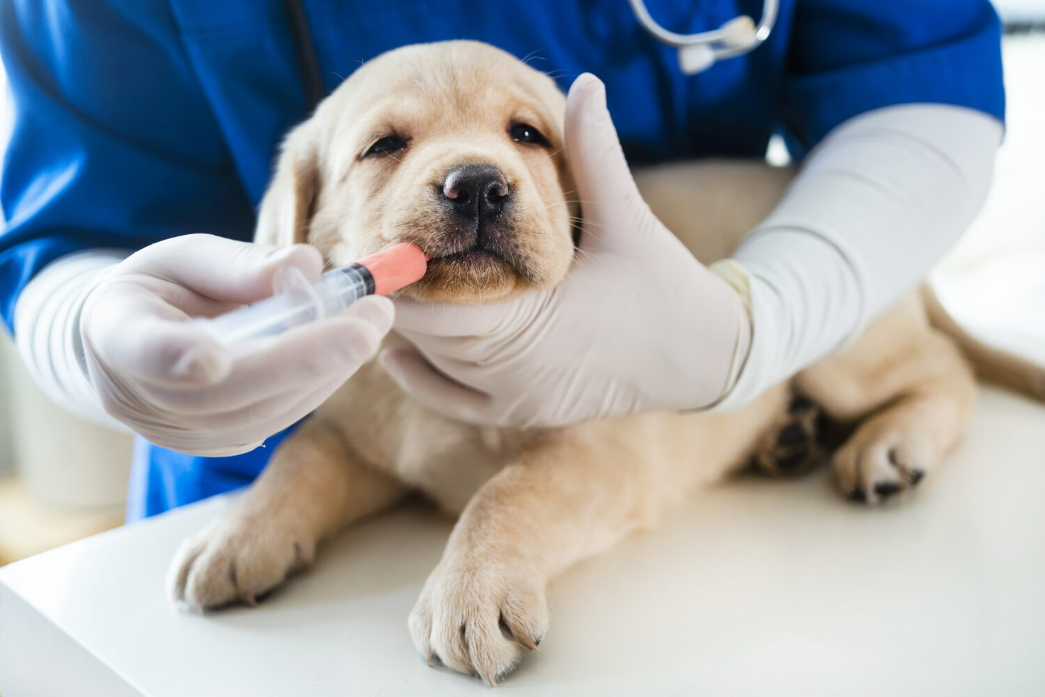Puppy getting deworming medicine.